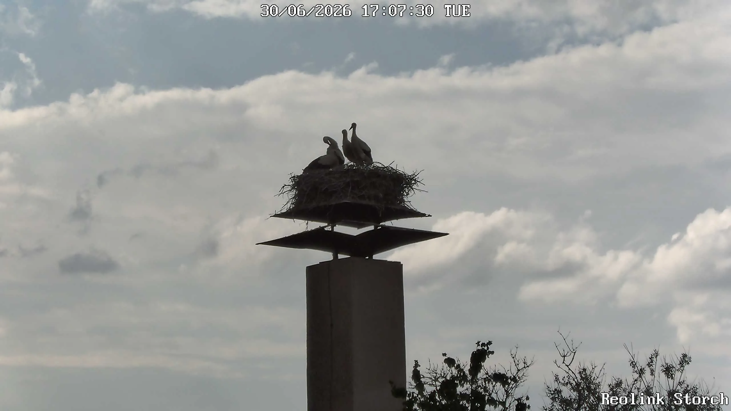 Storchencam Bild