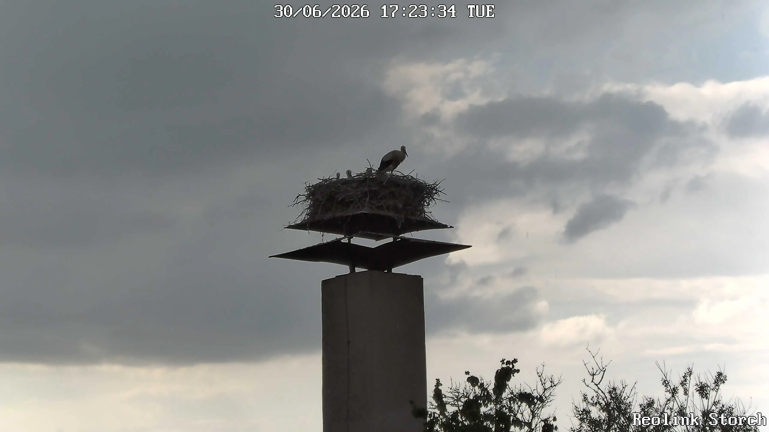 Storchencam Bild