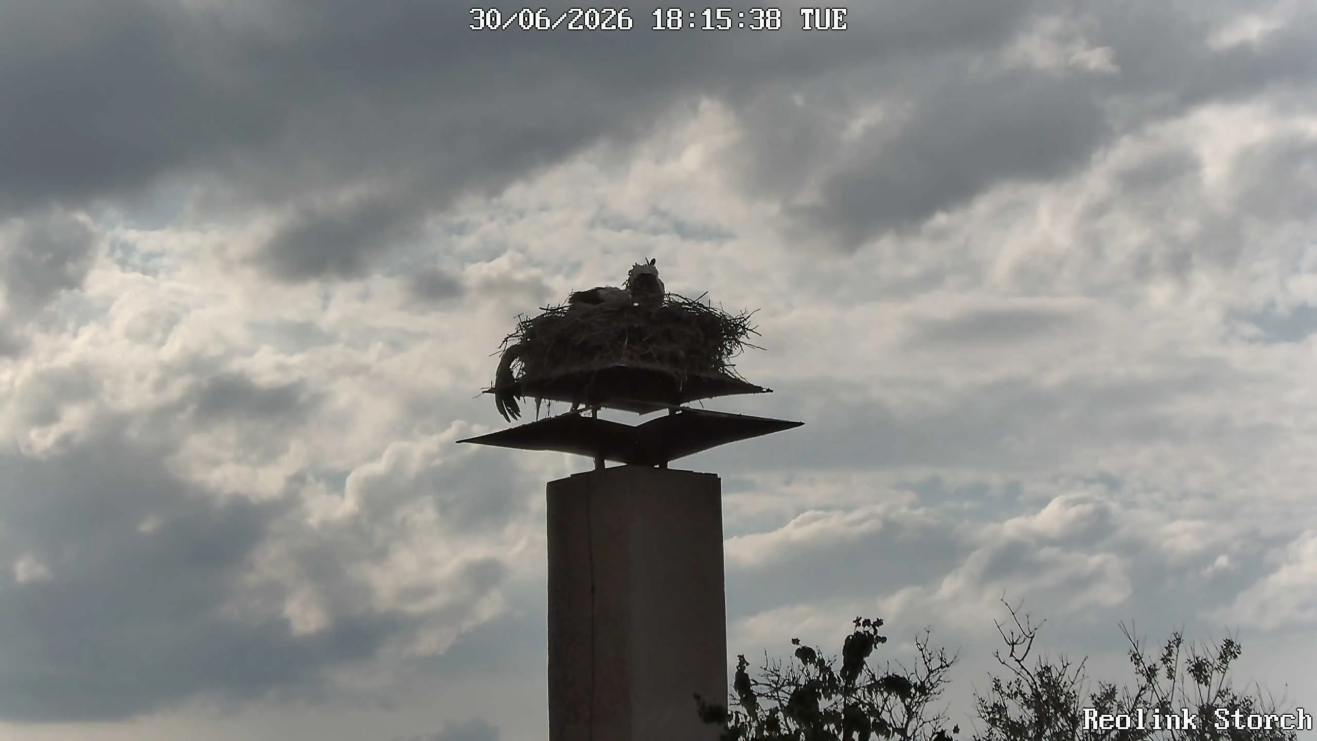 Storchencam Bild