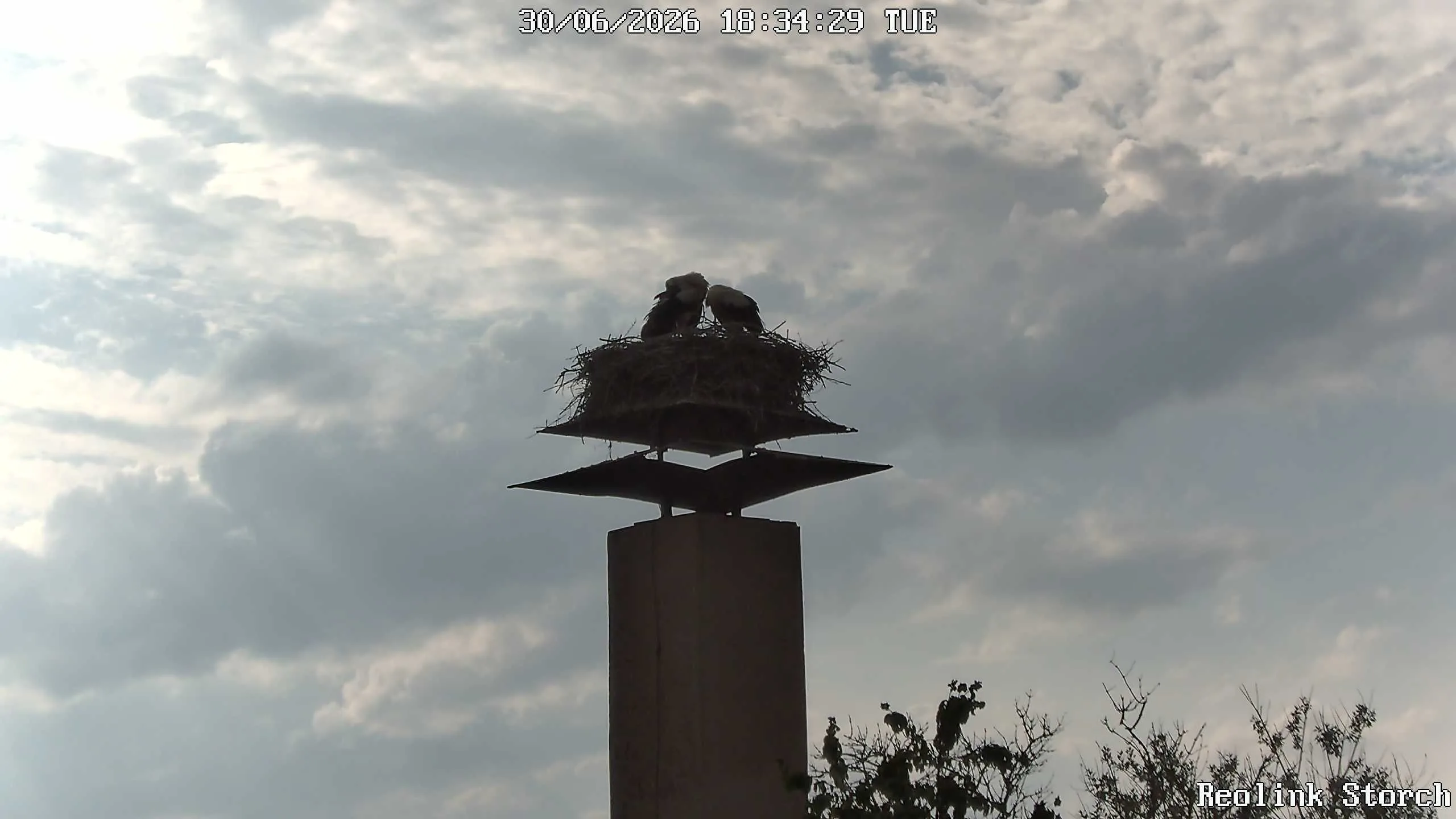 Storchencam Bild