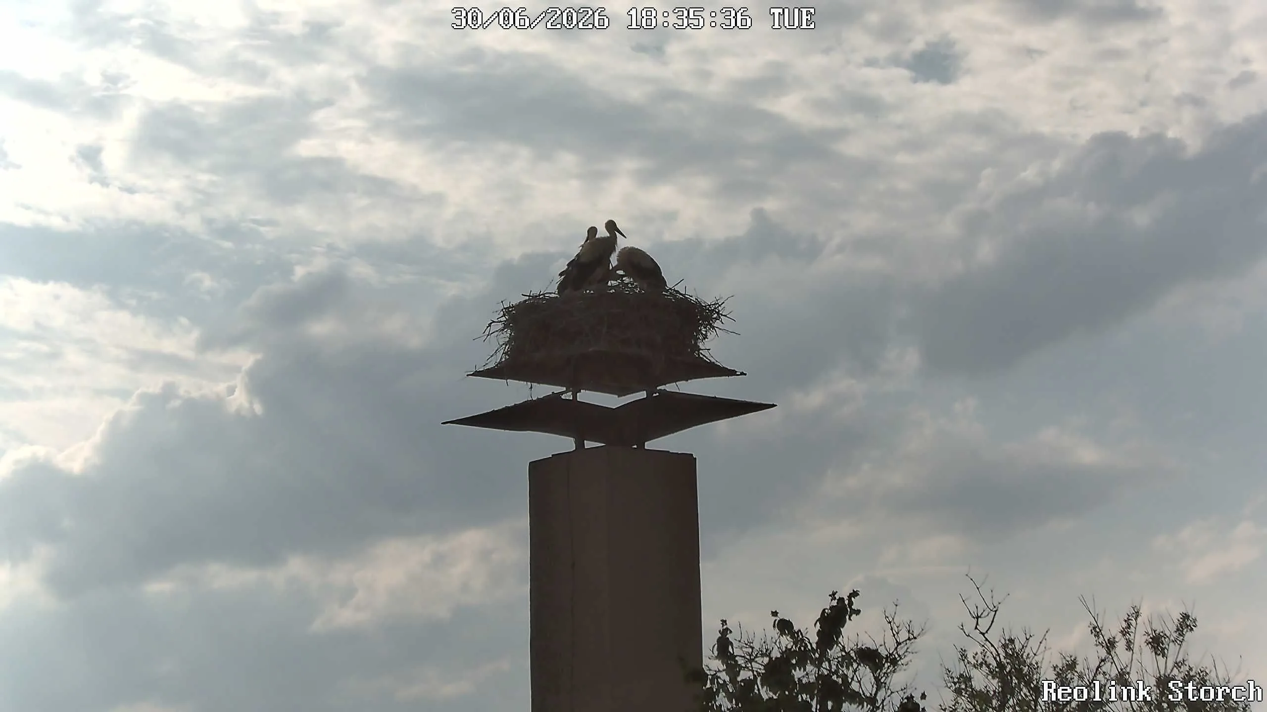 Storchencam Bild