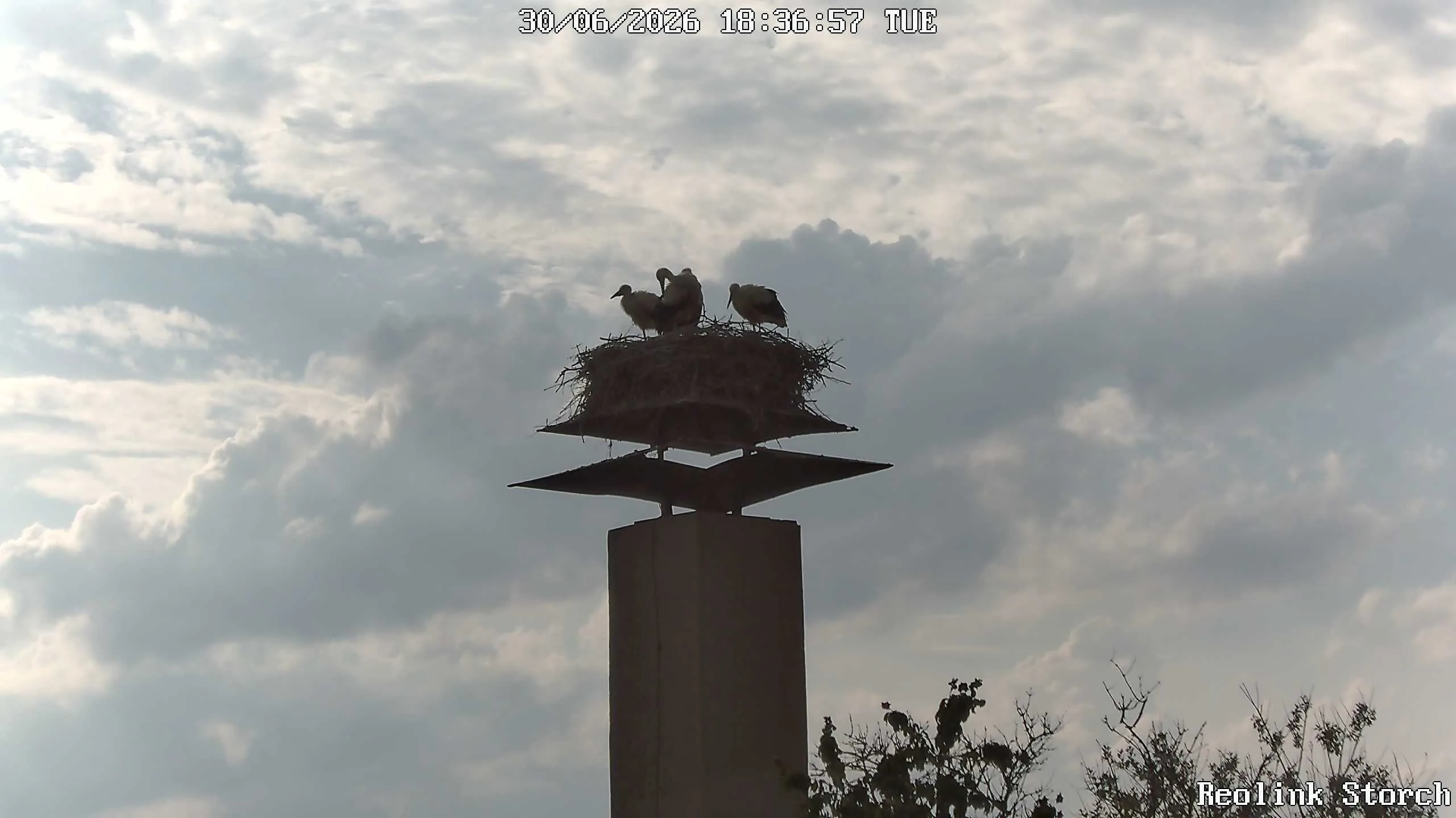 Storchencam Bild