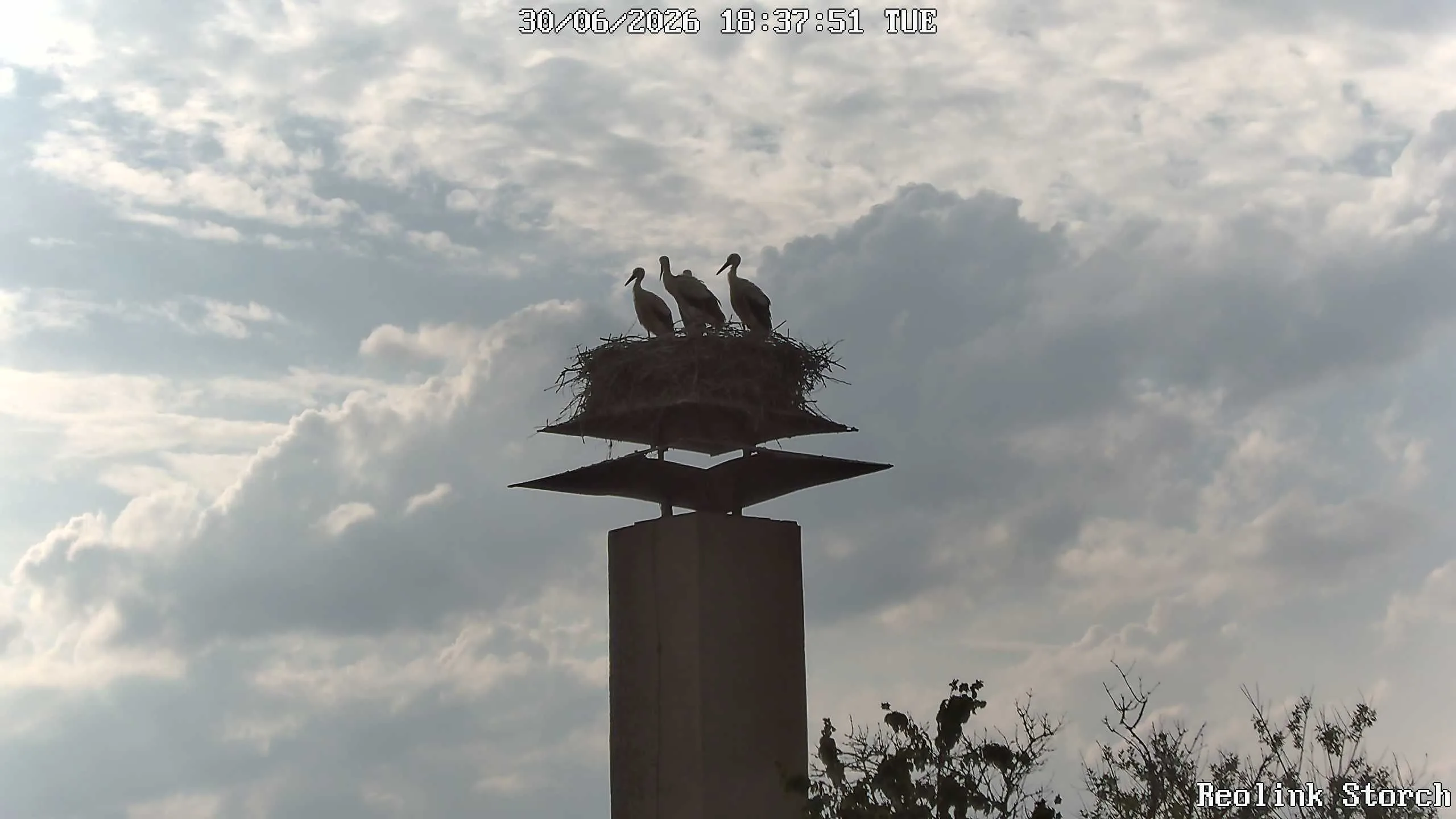 Storchencam Bild