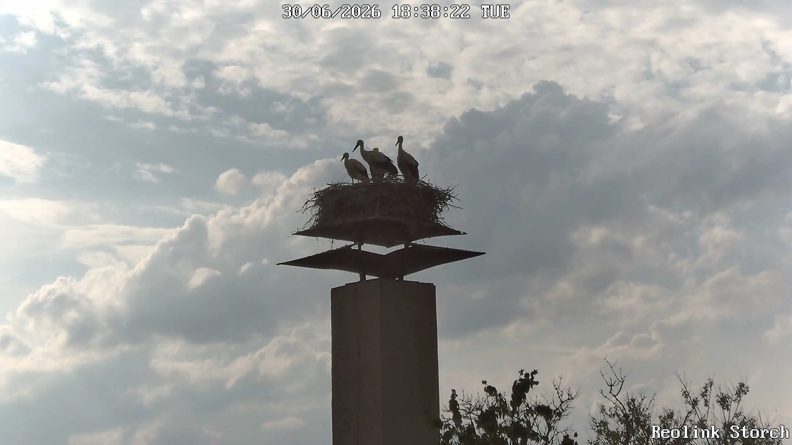 Storchencam Bild
