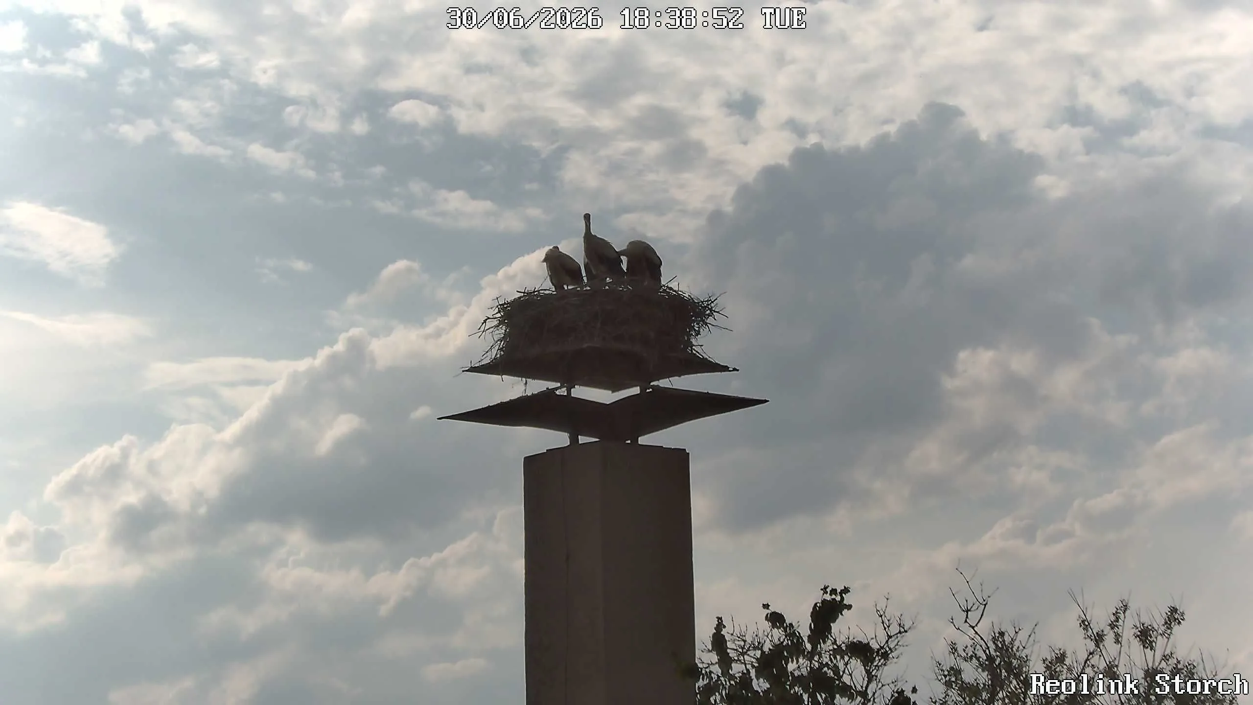 Storchencam Bild