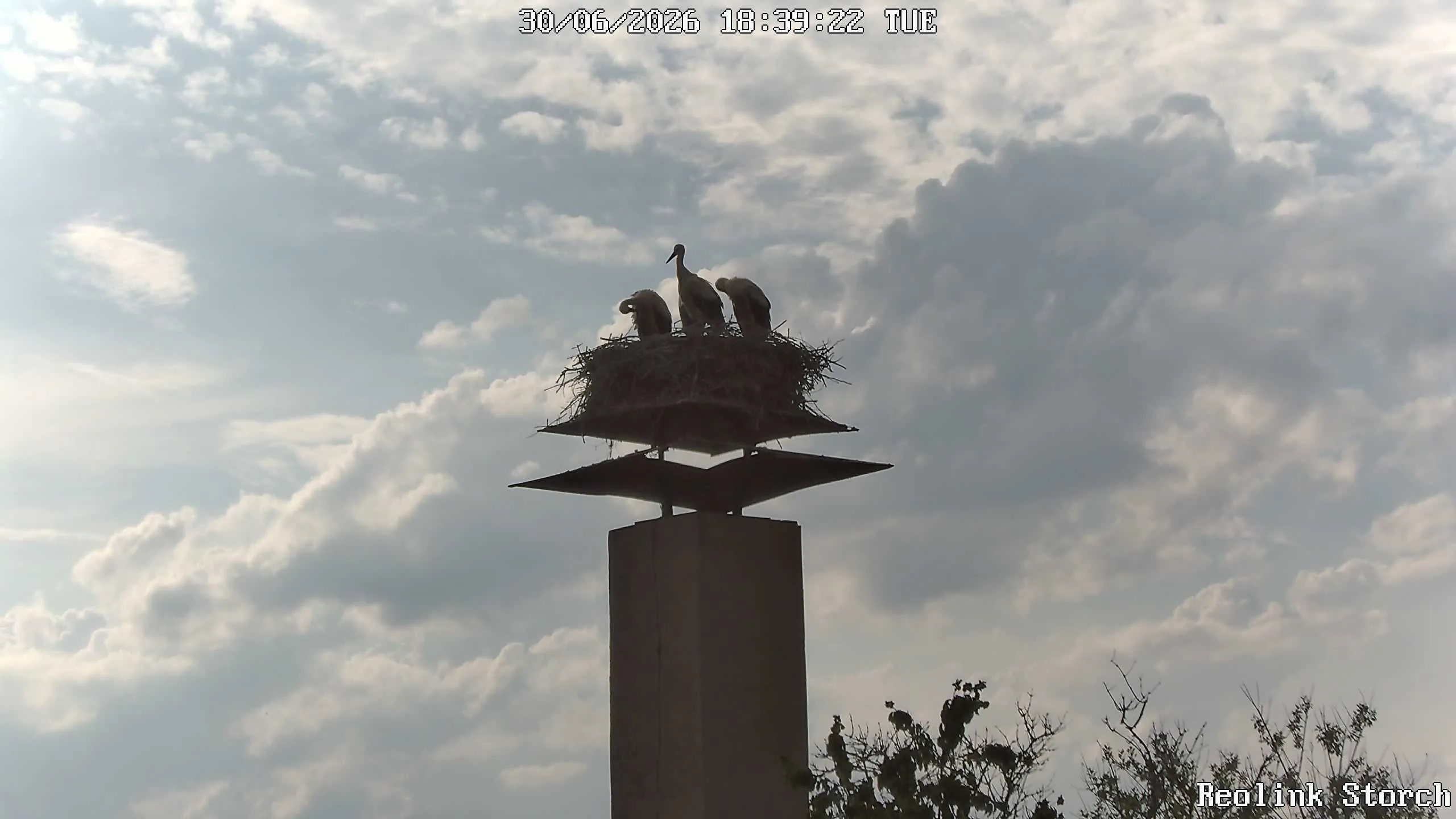 Storchencam Bild