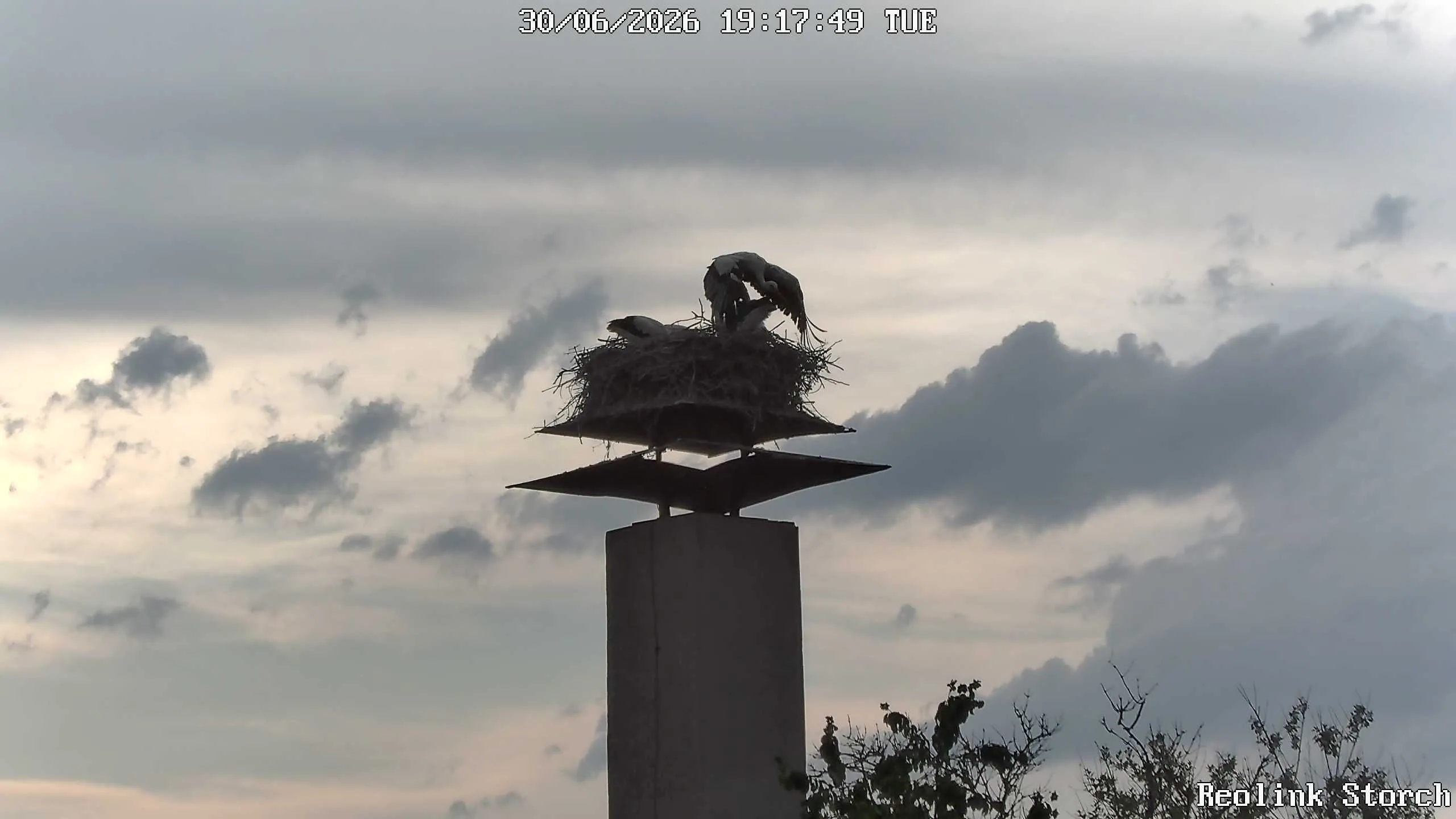 Storchencam Bild