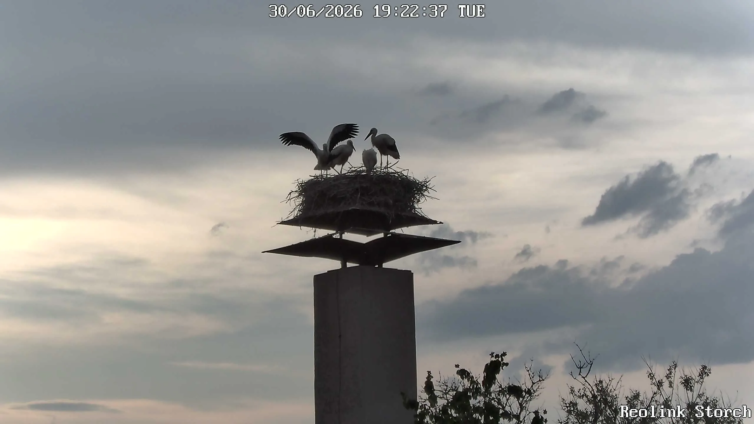 Storchencam Bild