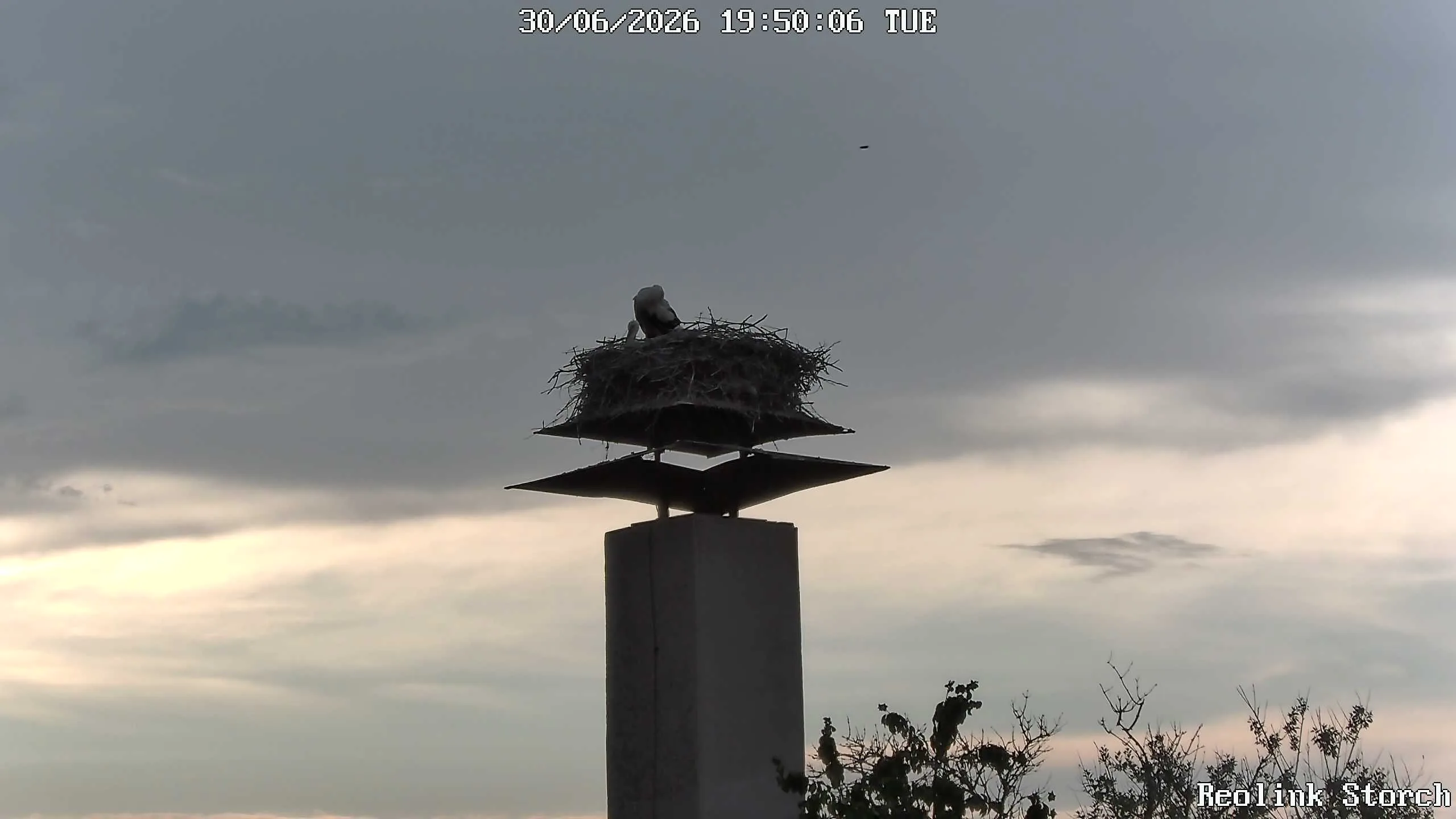 Storchencam Bild