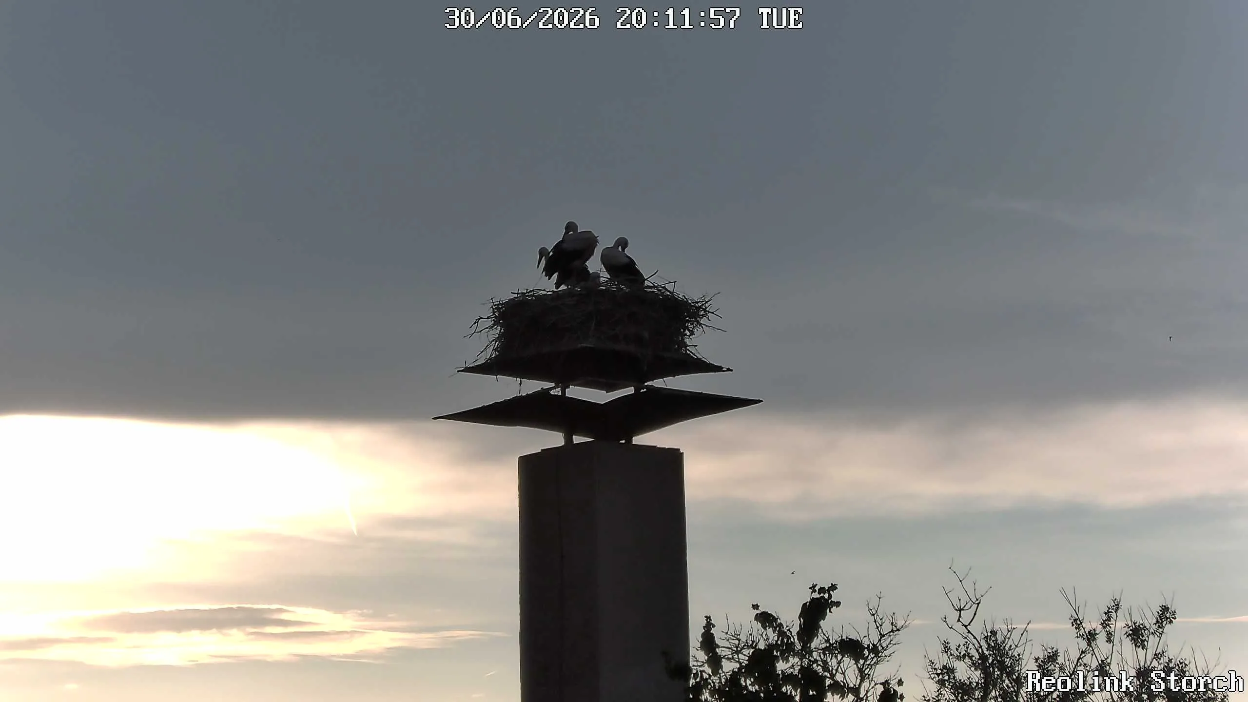 Storchencam Bild