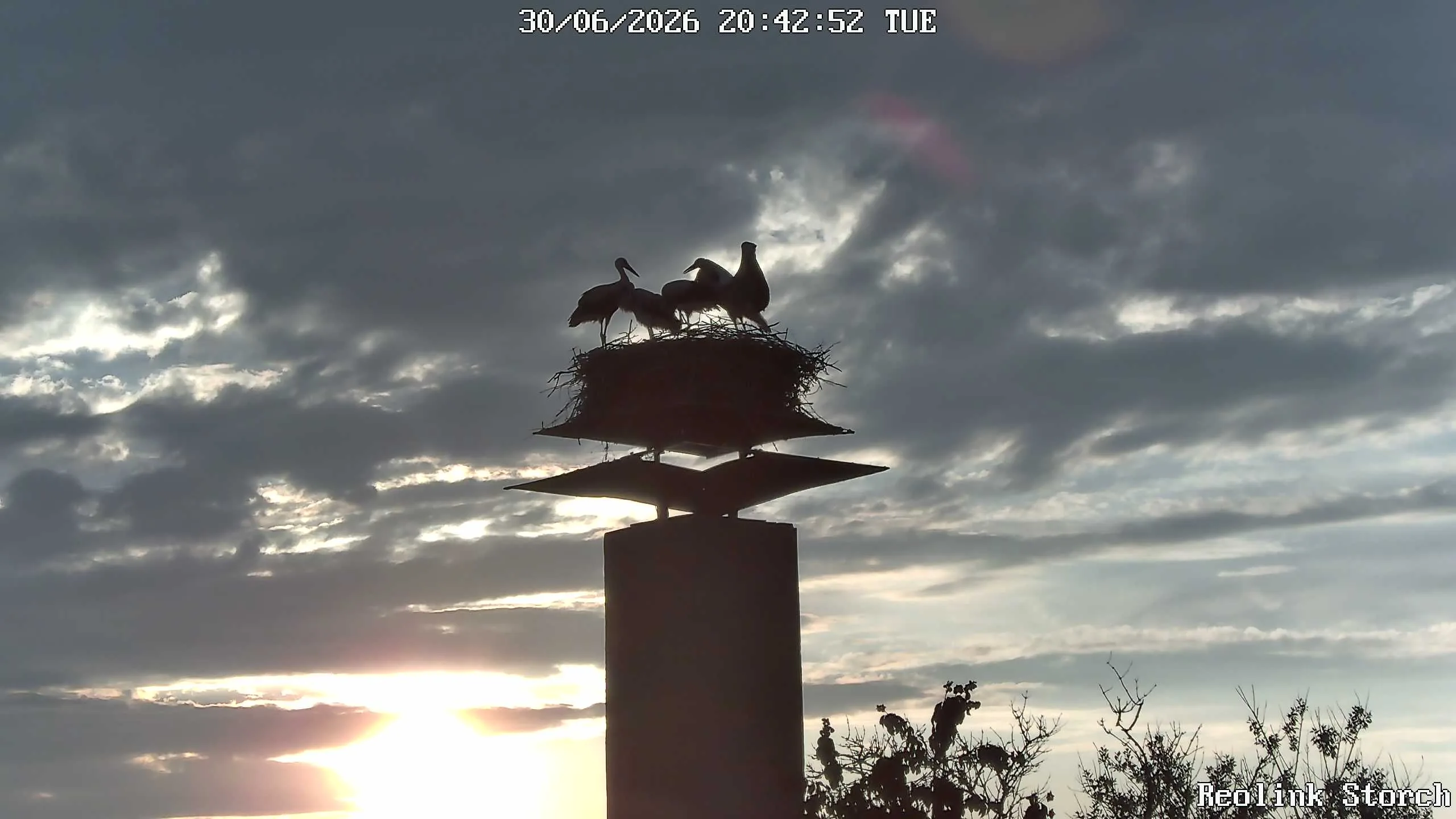 Storchencam Bild