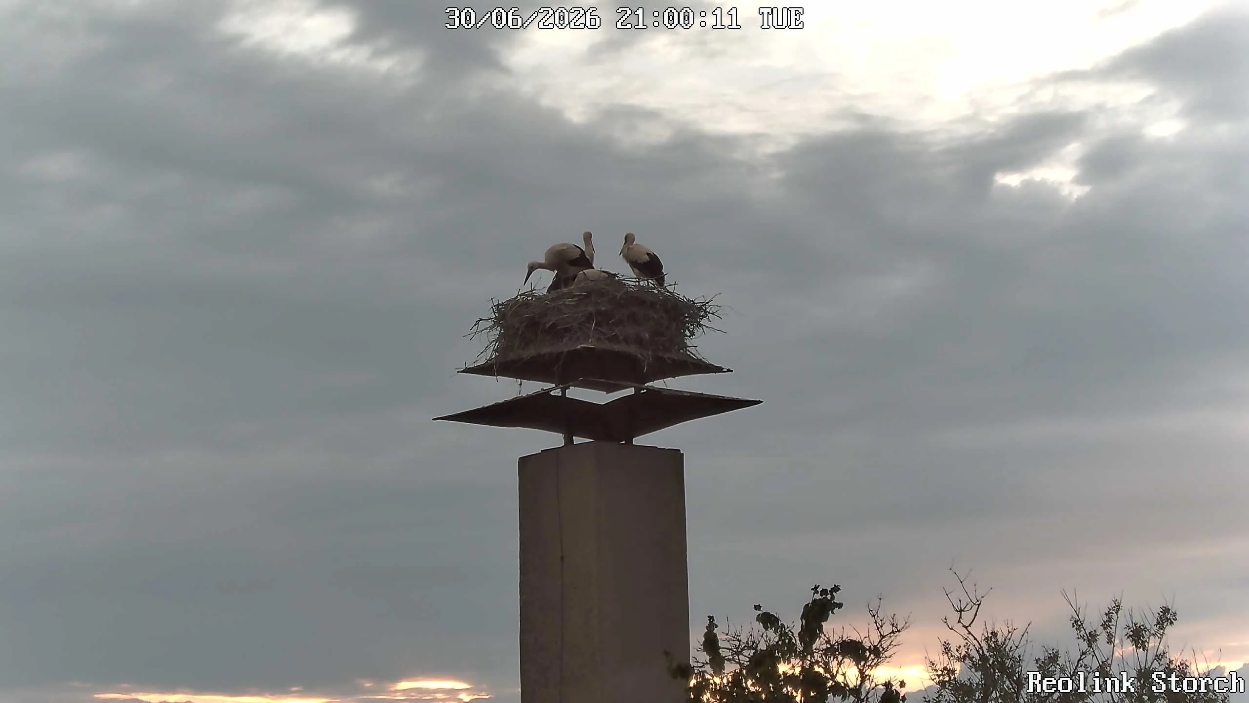 Storchencam Bild