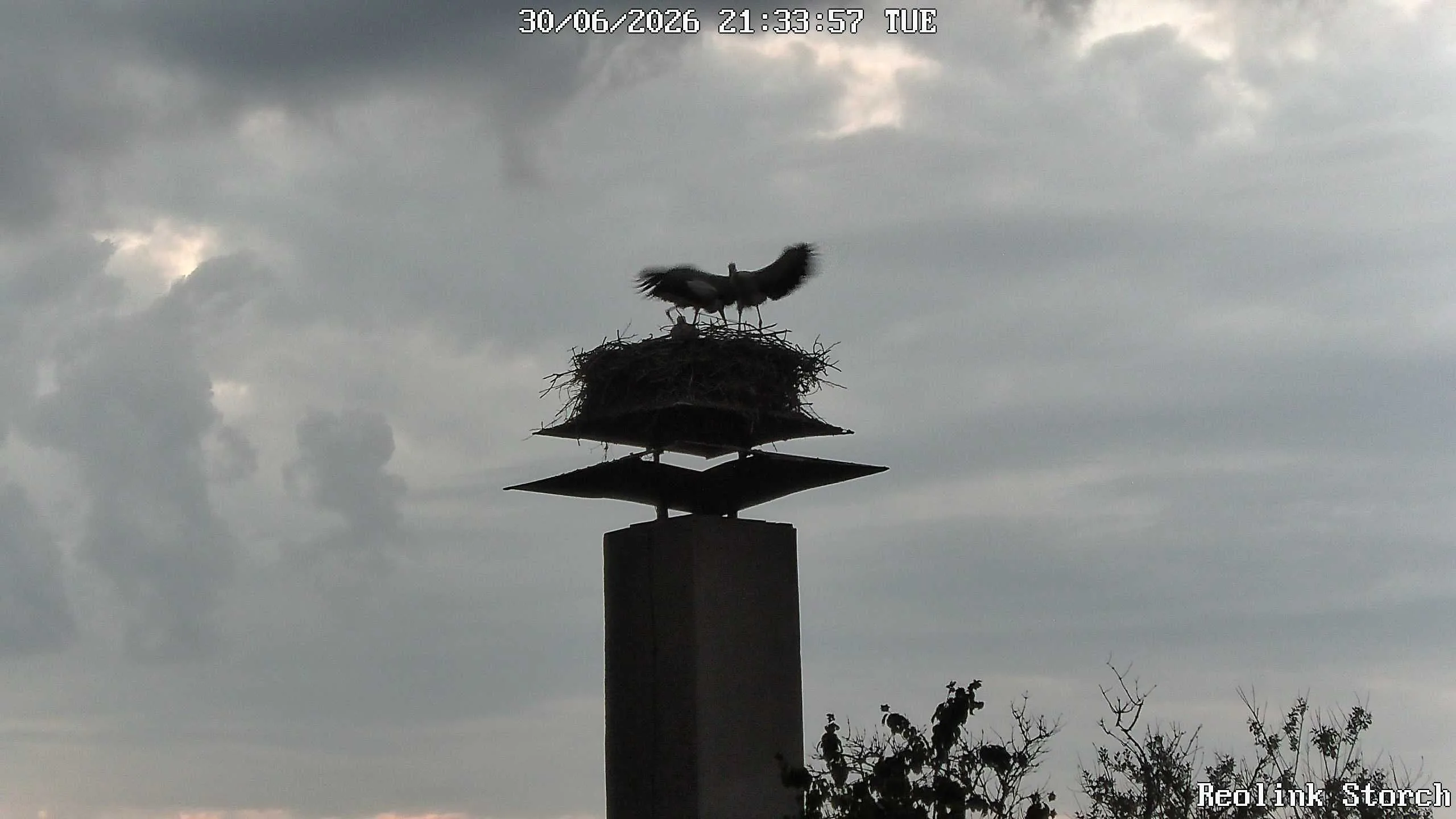 Storchencam Bild