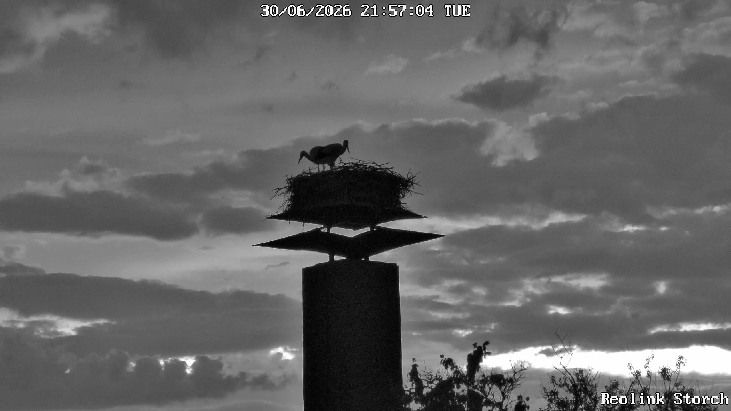 Storchencam Bild