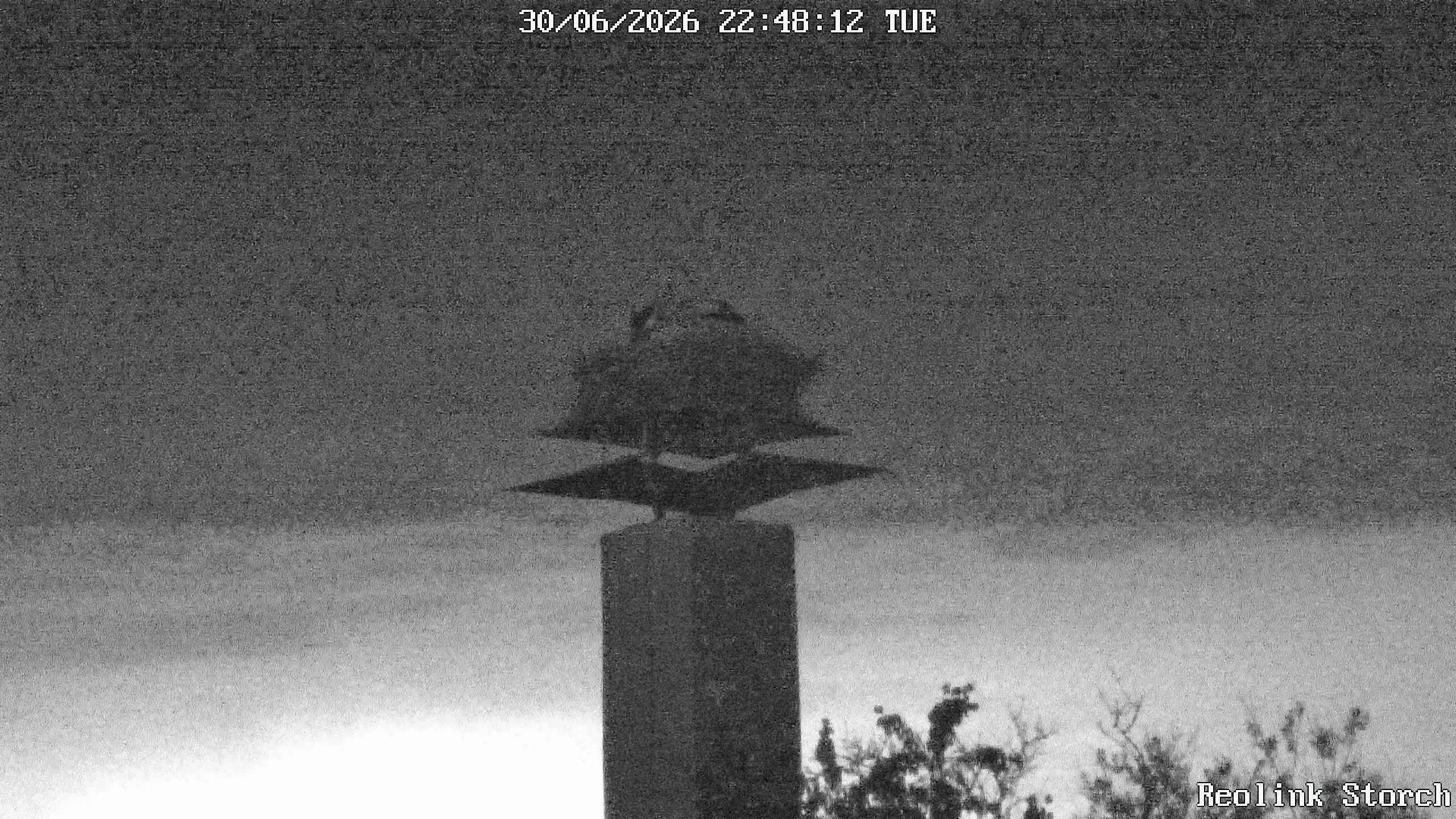Storchencam Bild