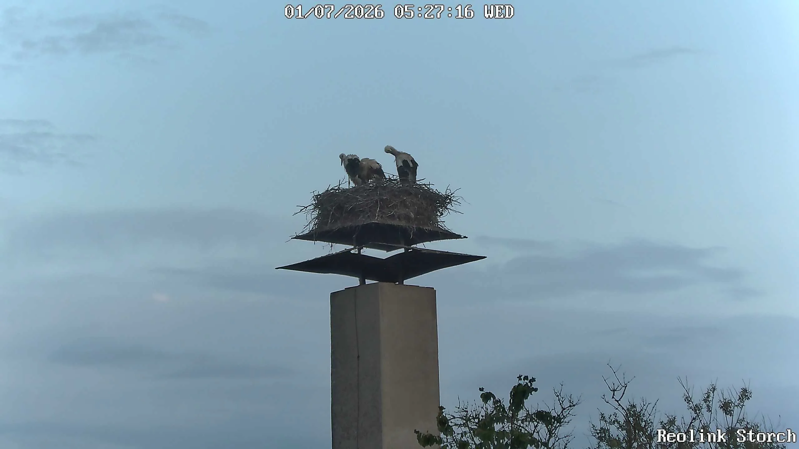 Storchencam Bild