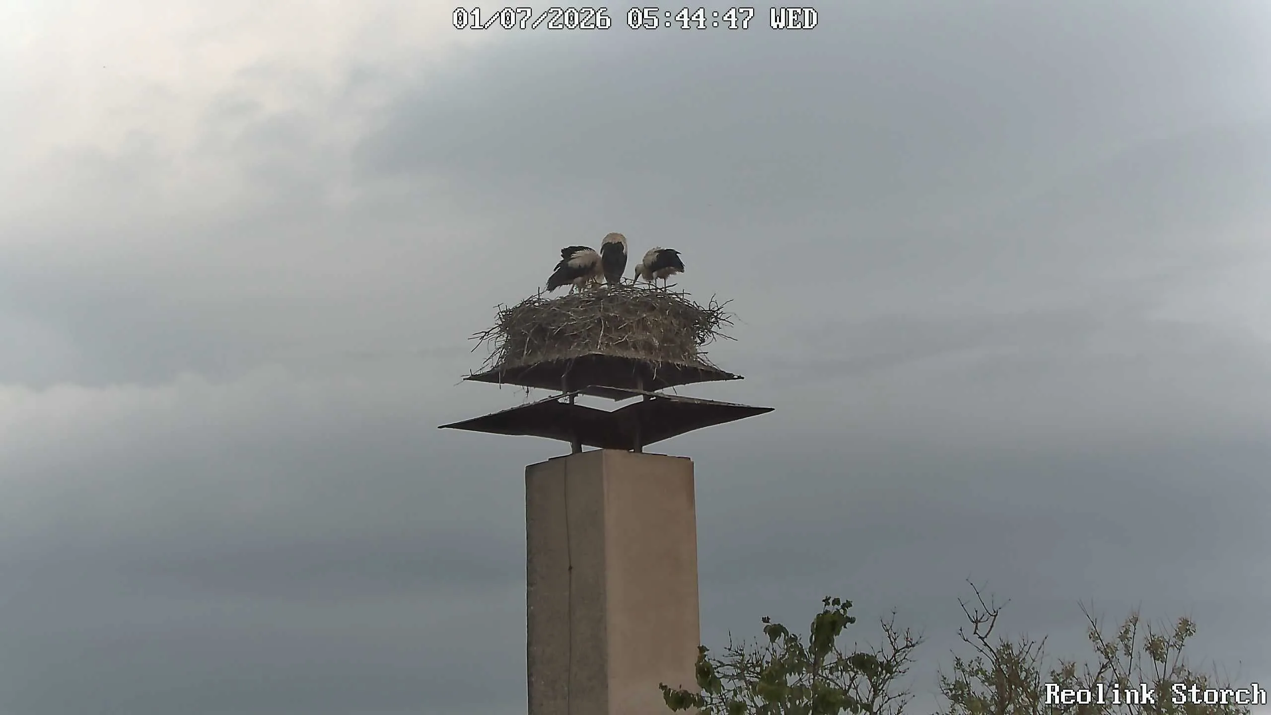 Storchencam Bild
