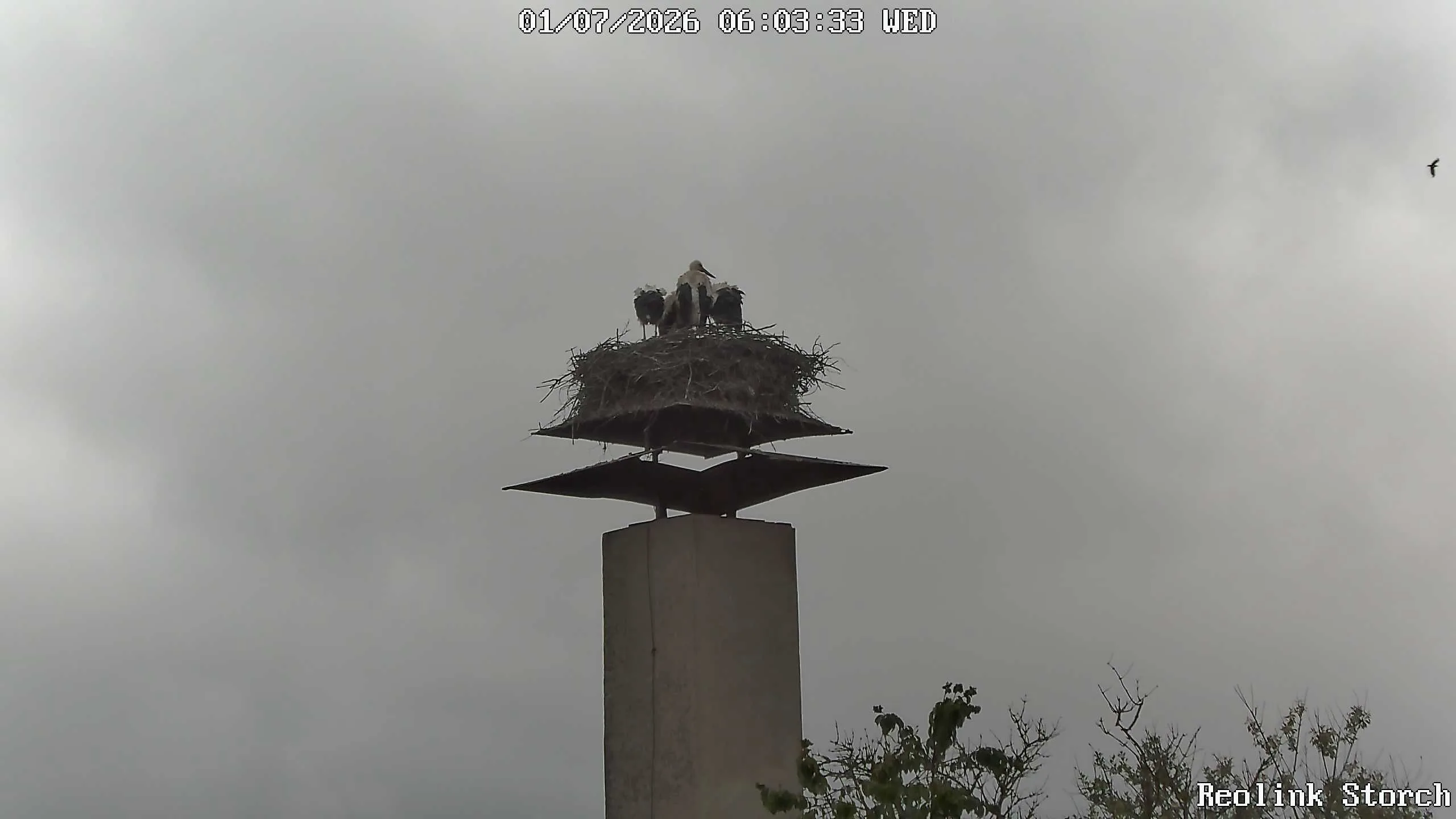 Storchencam Bild