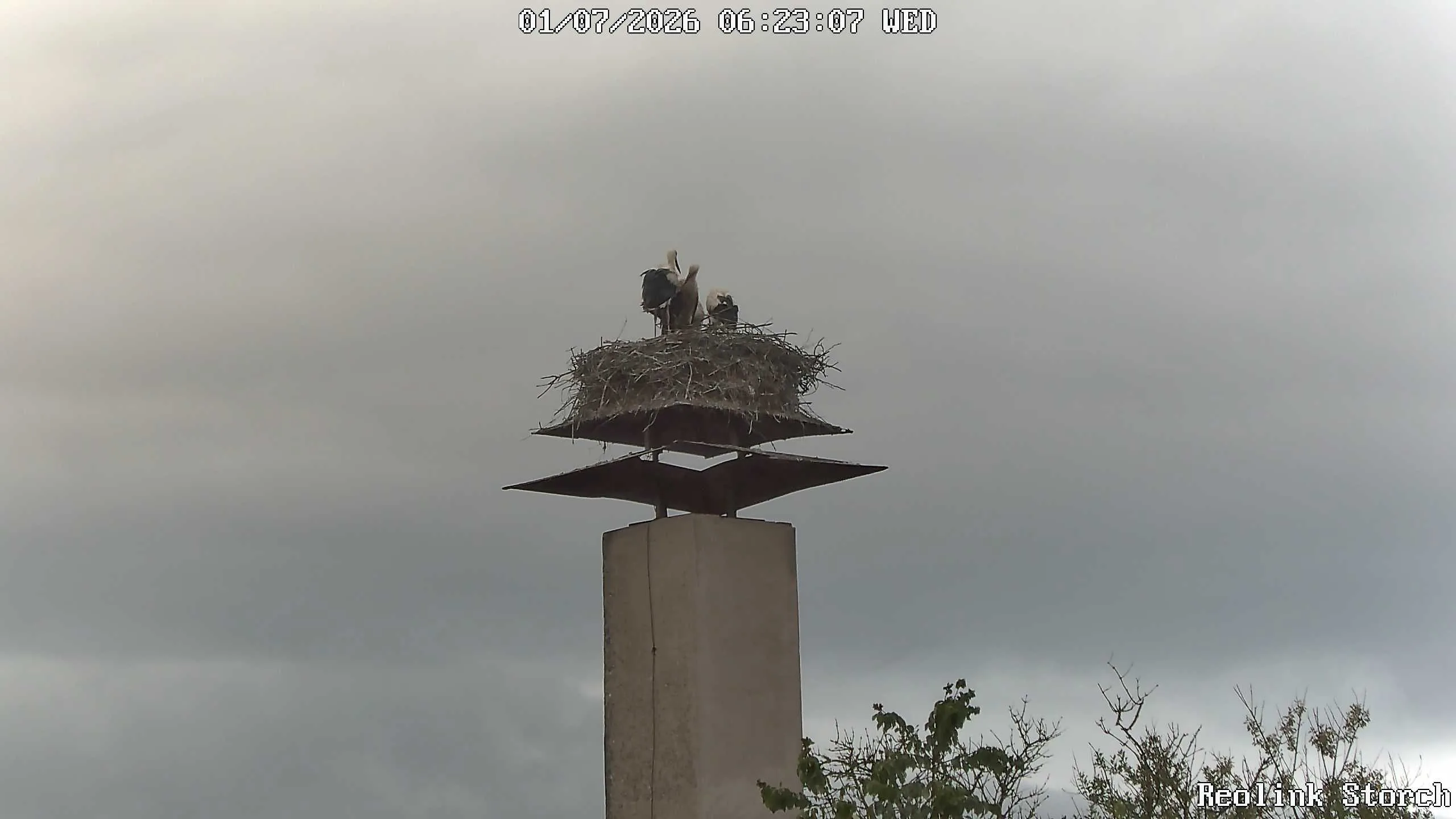 Storchencam Bild