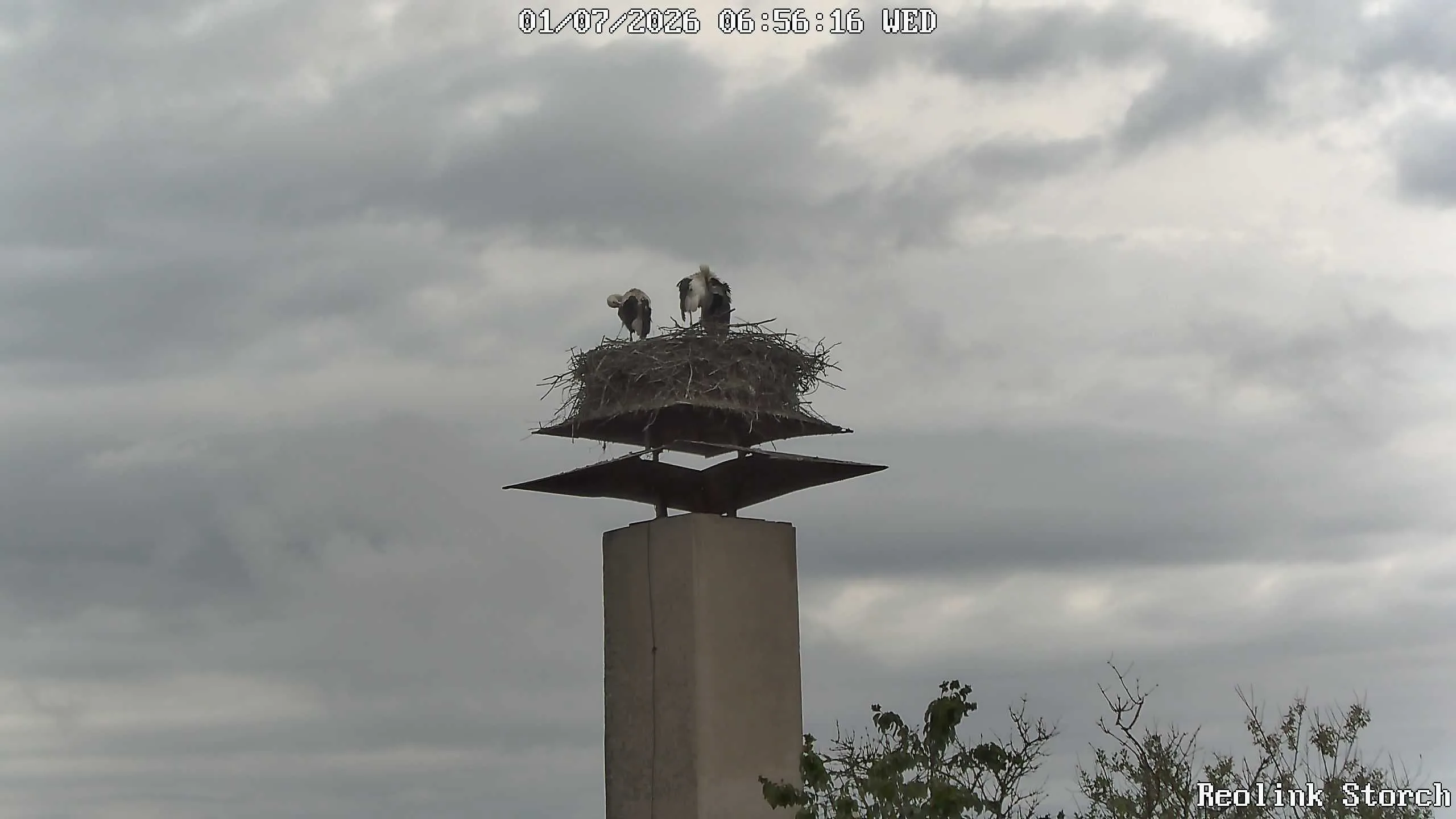 Storchencam Bild