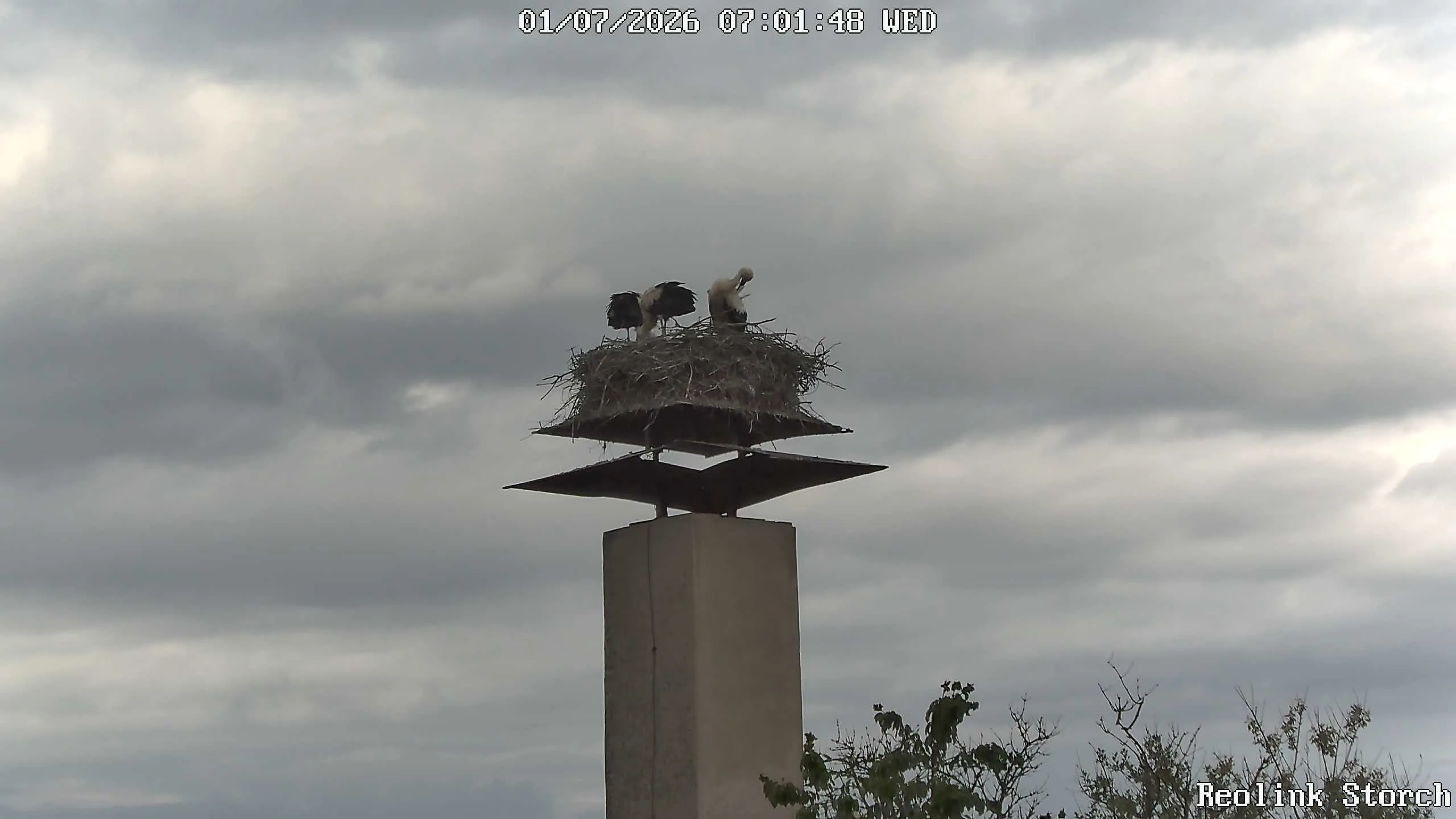 Storchencam Bild