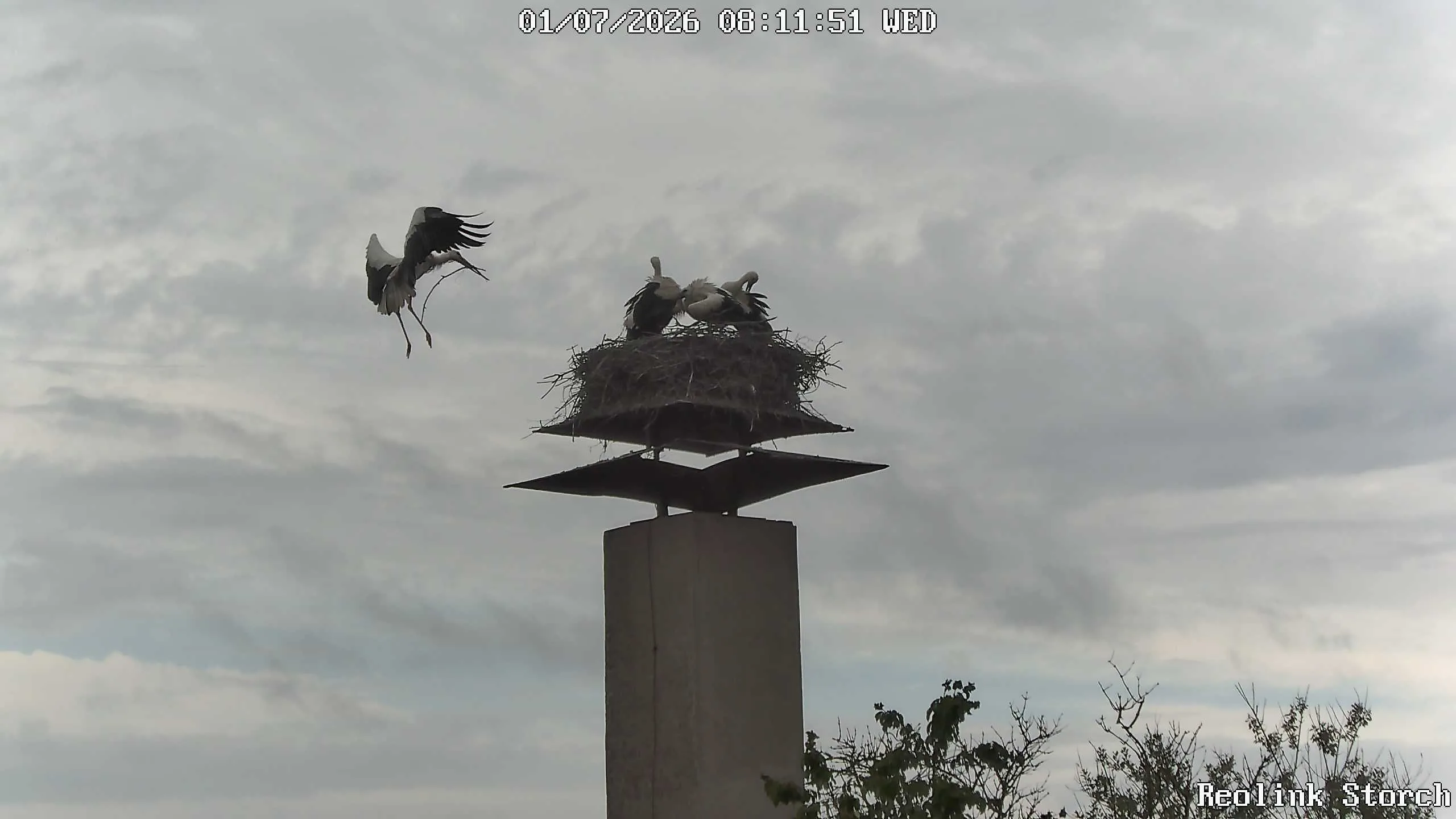 Storchencam Bild