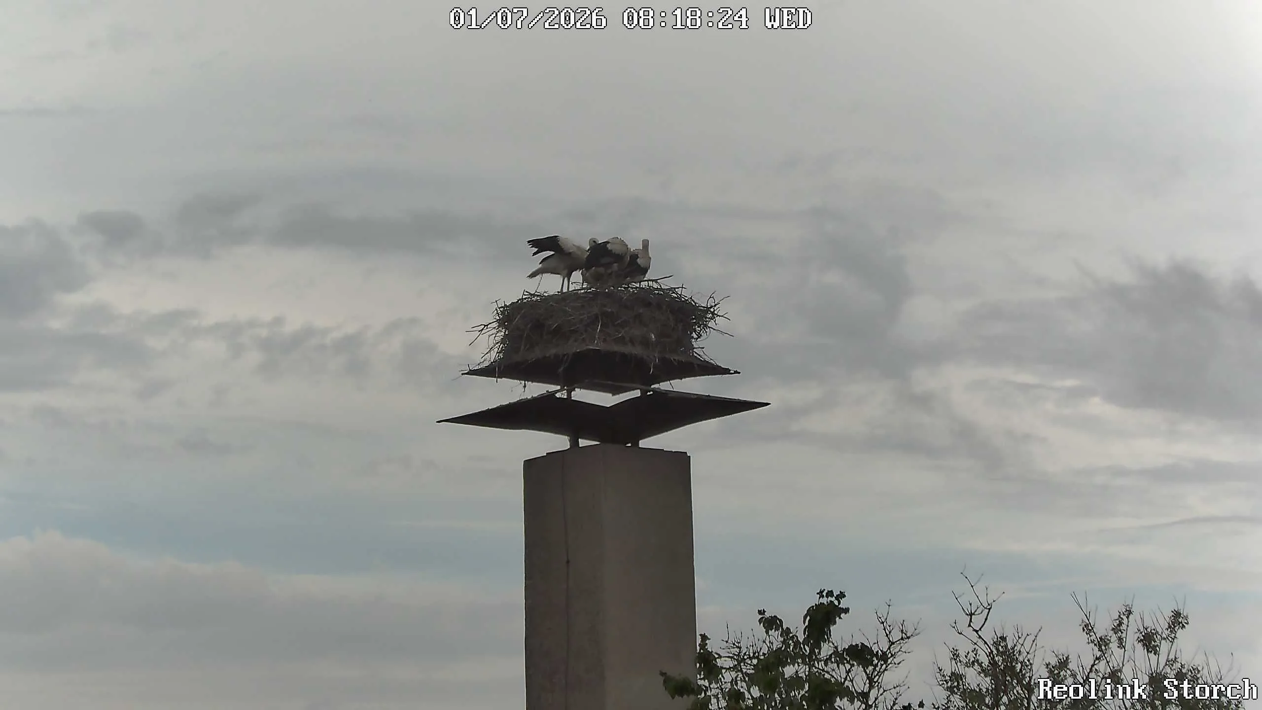 Storchencam Bild