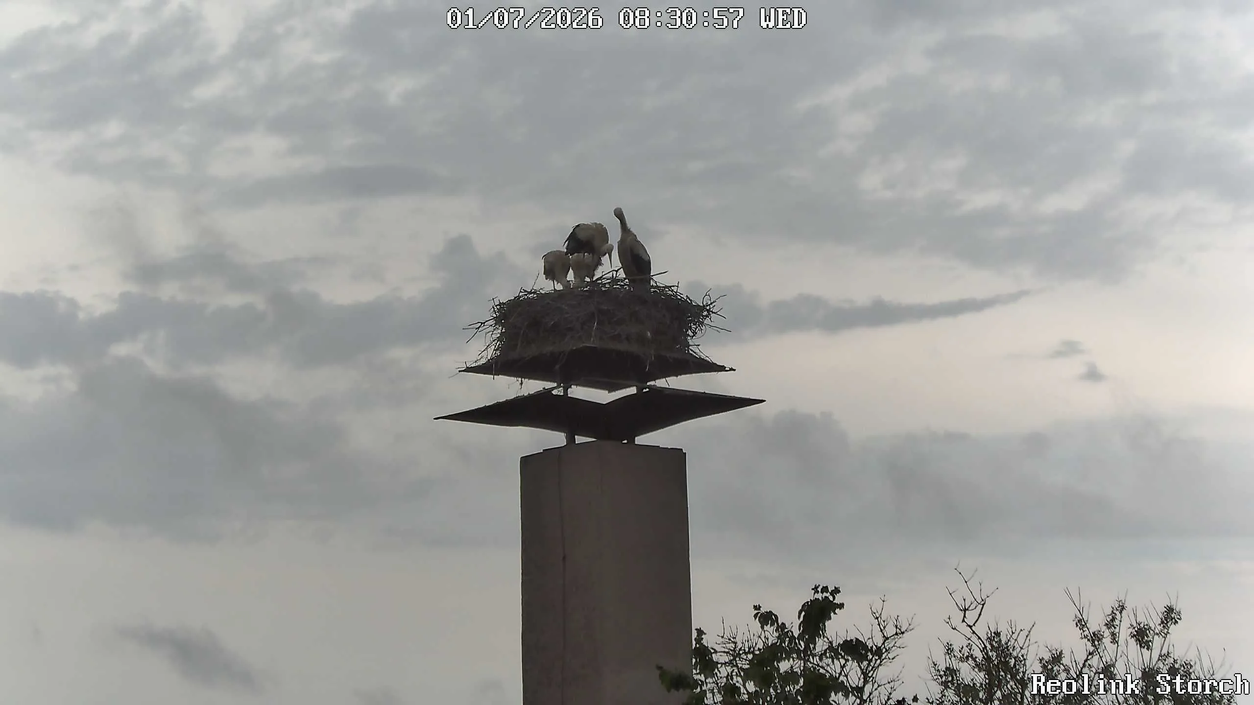 Storchencam Bild
