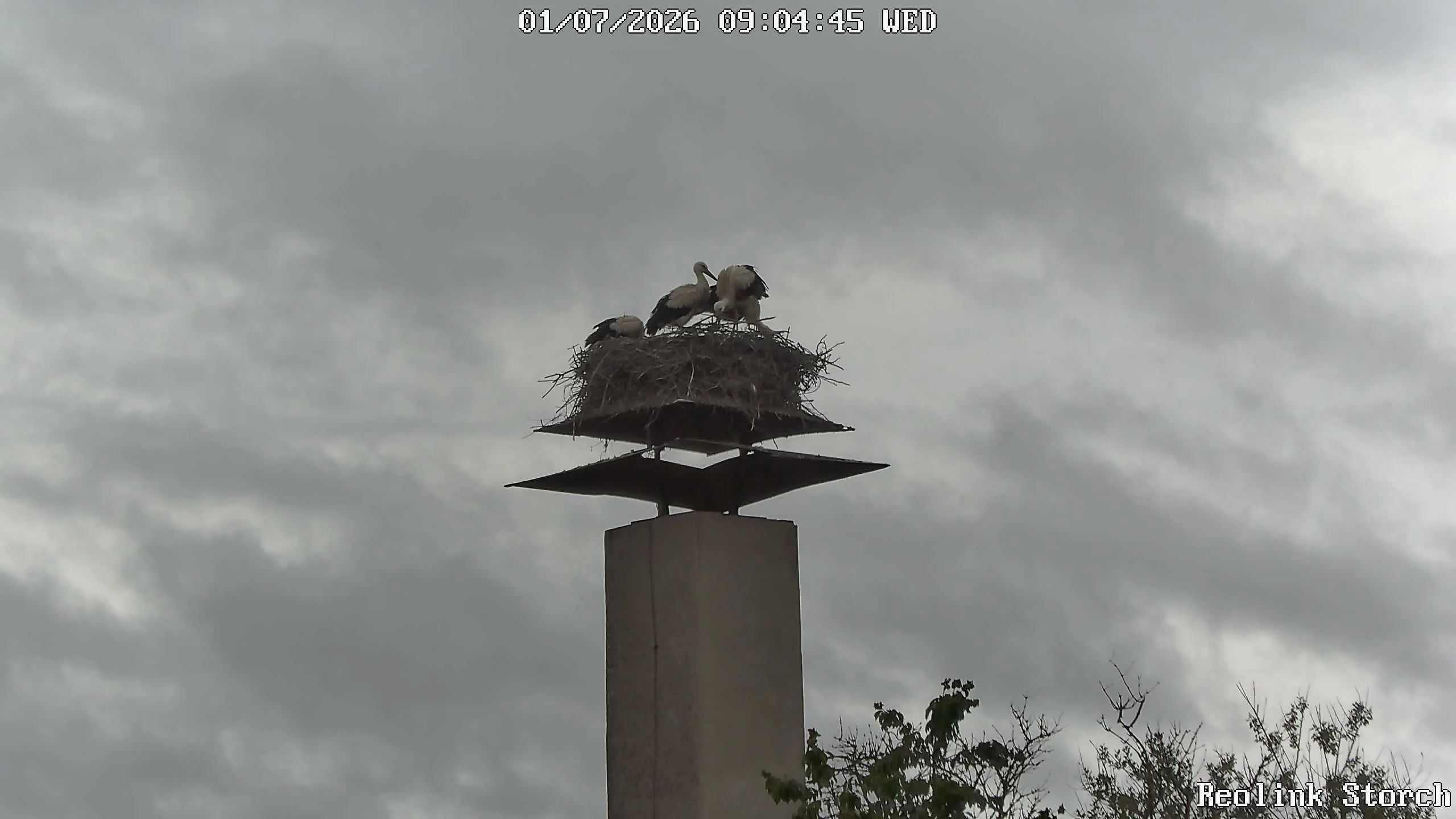 Storchencam Bild
