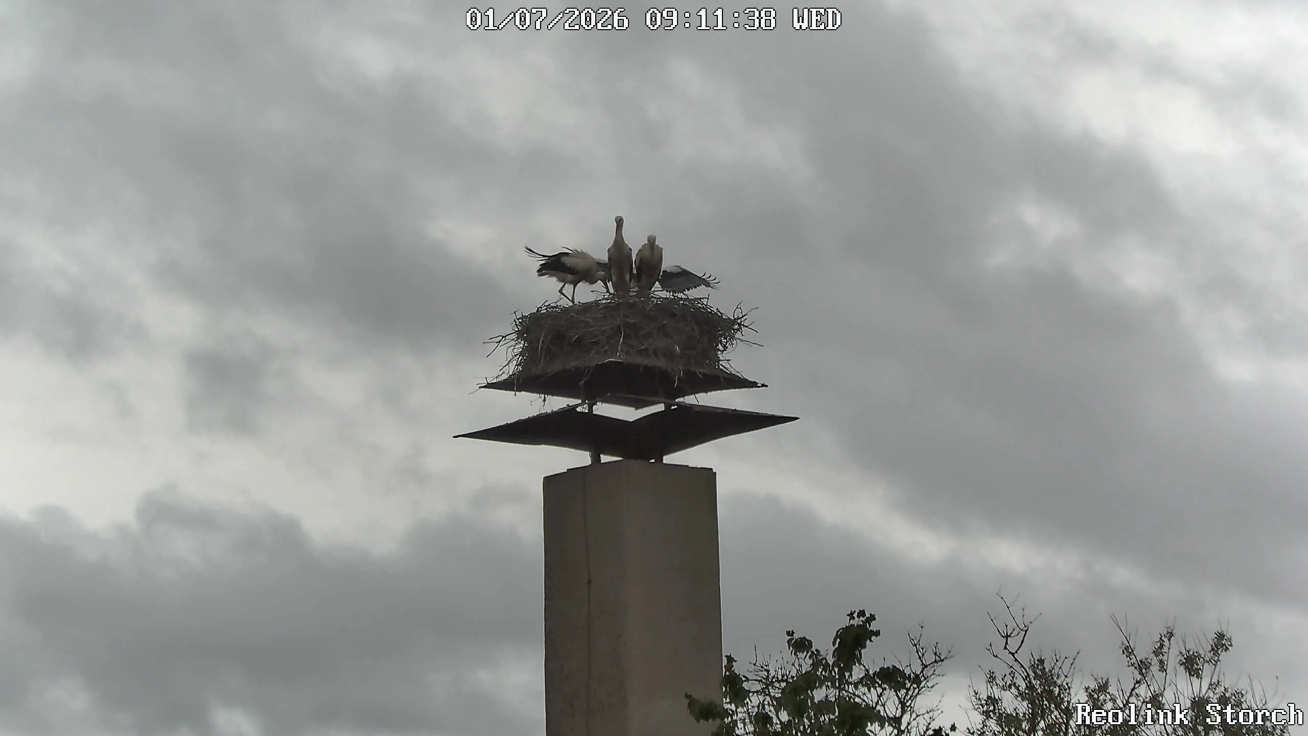 Storchencam Bild