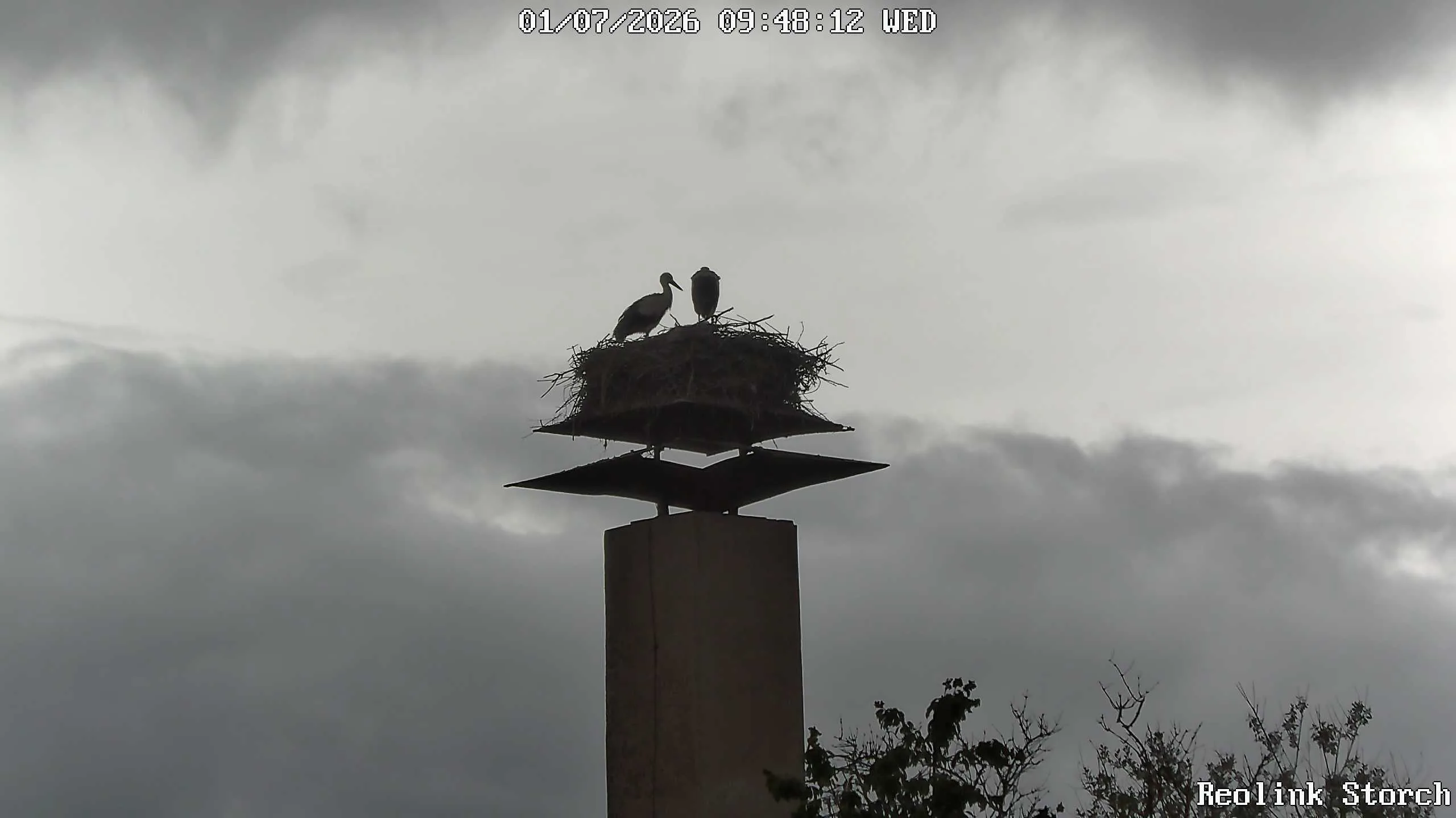 Storchencam Bild