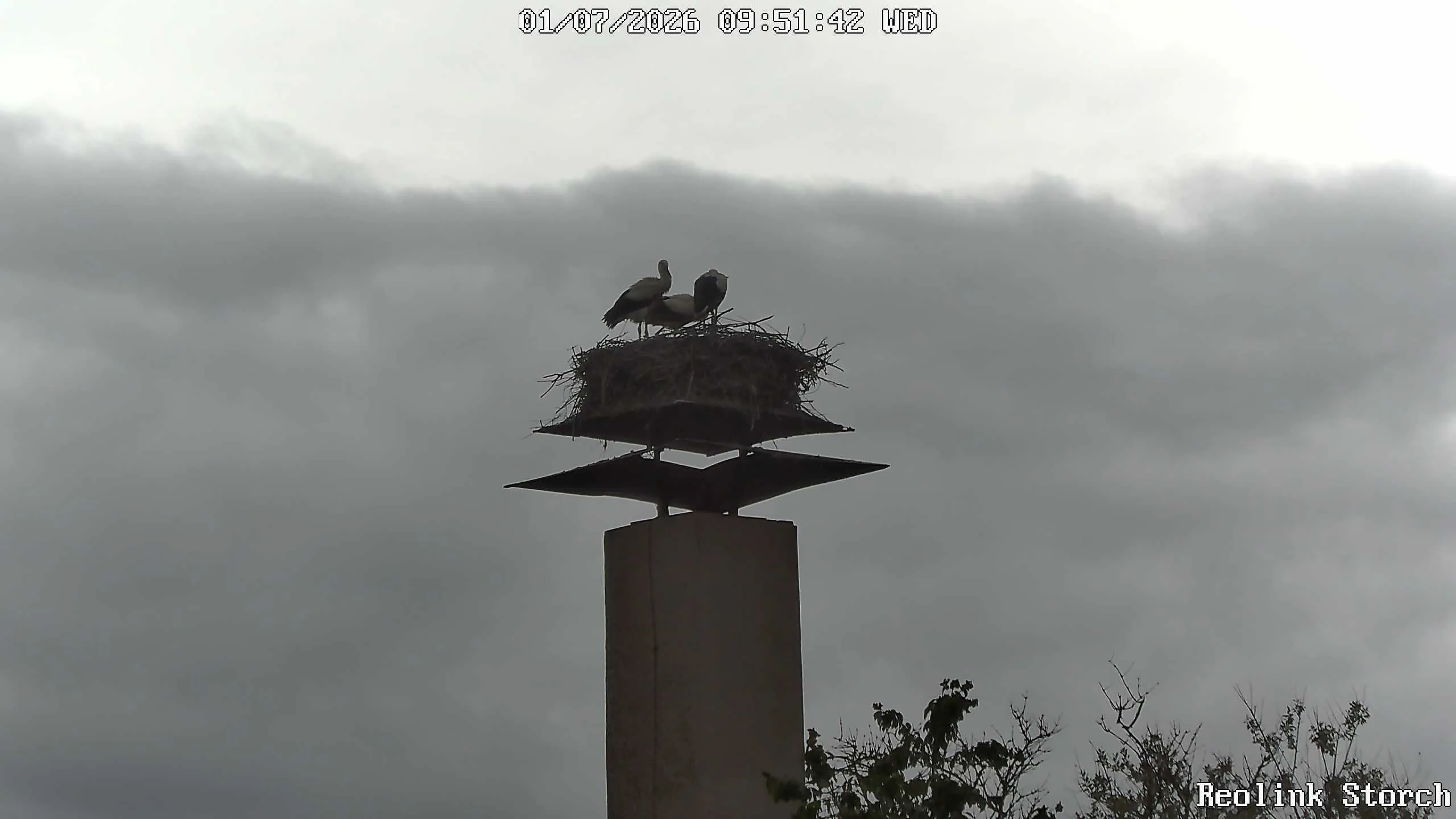 Storchencam Bild