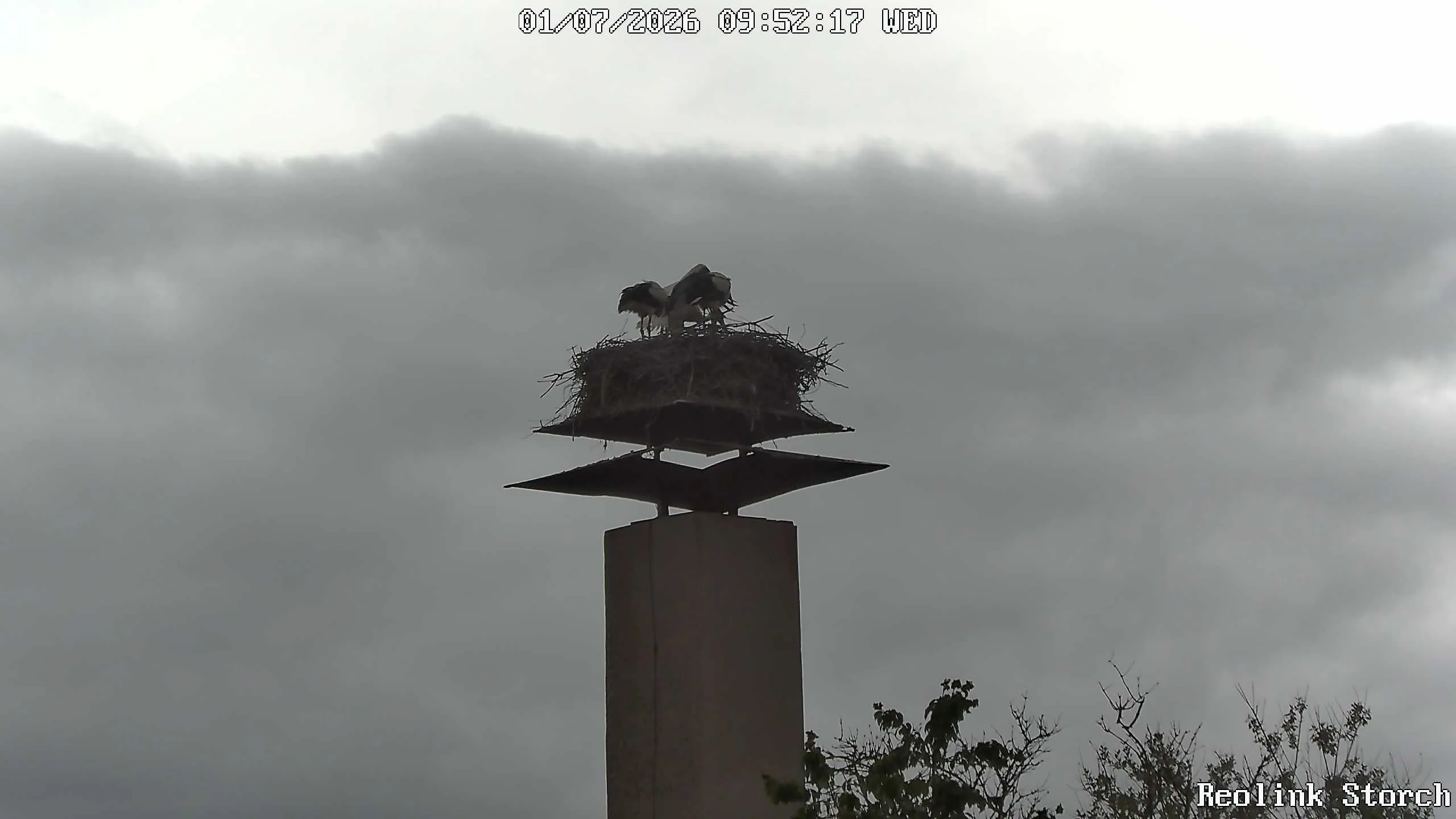 Storchencam Bild