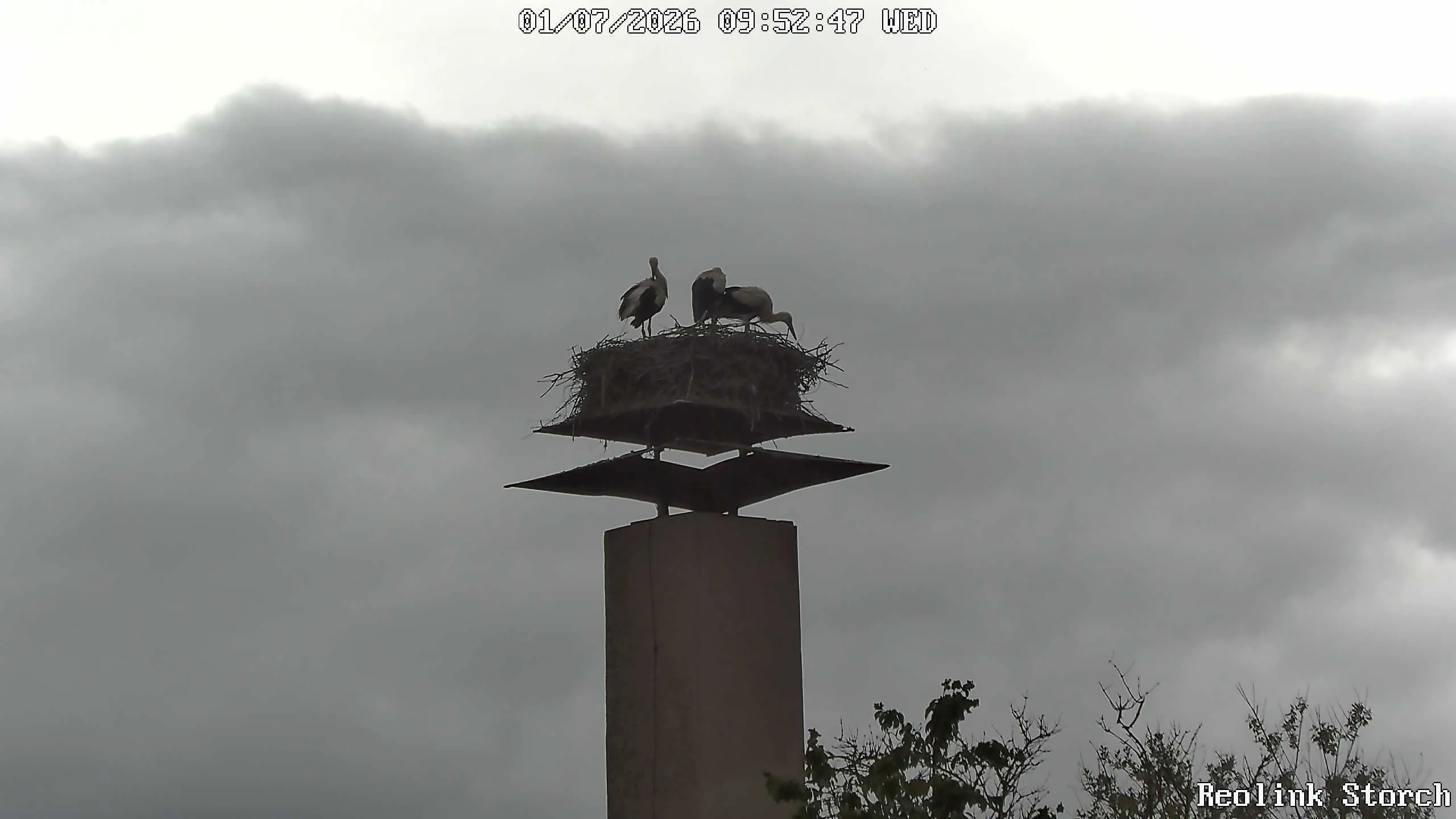 Storchencam Bild