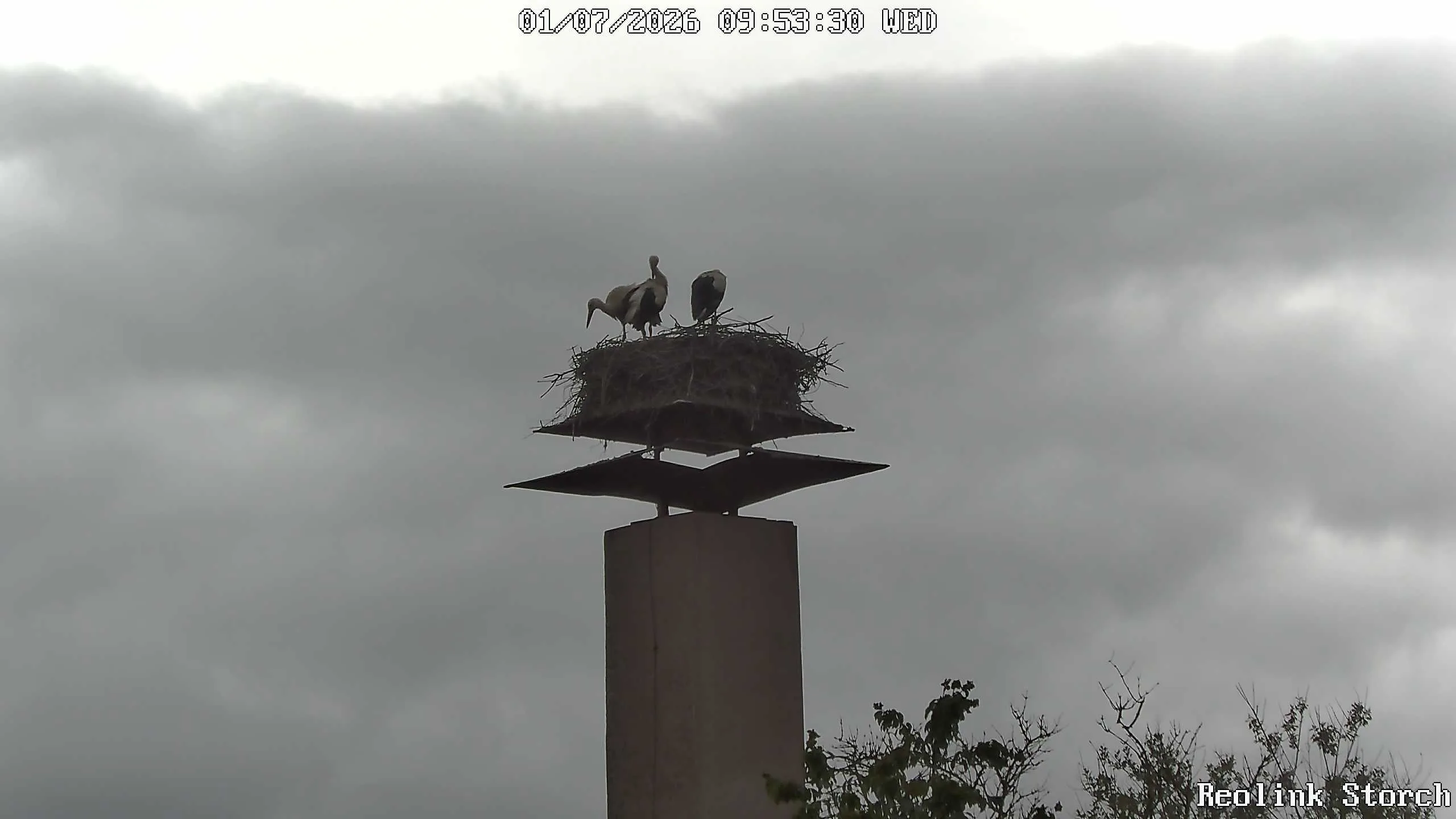 Storchencam Bild