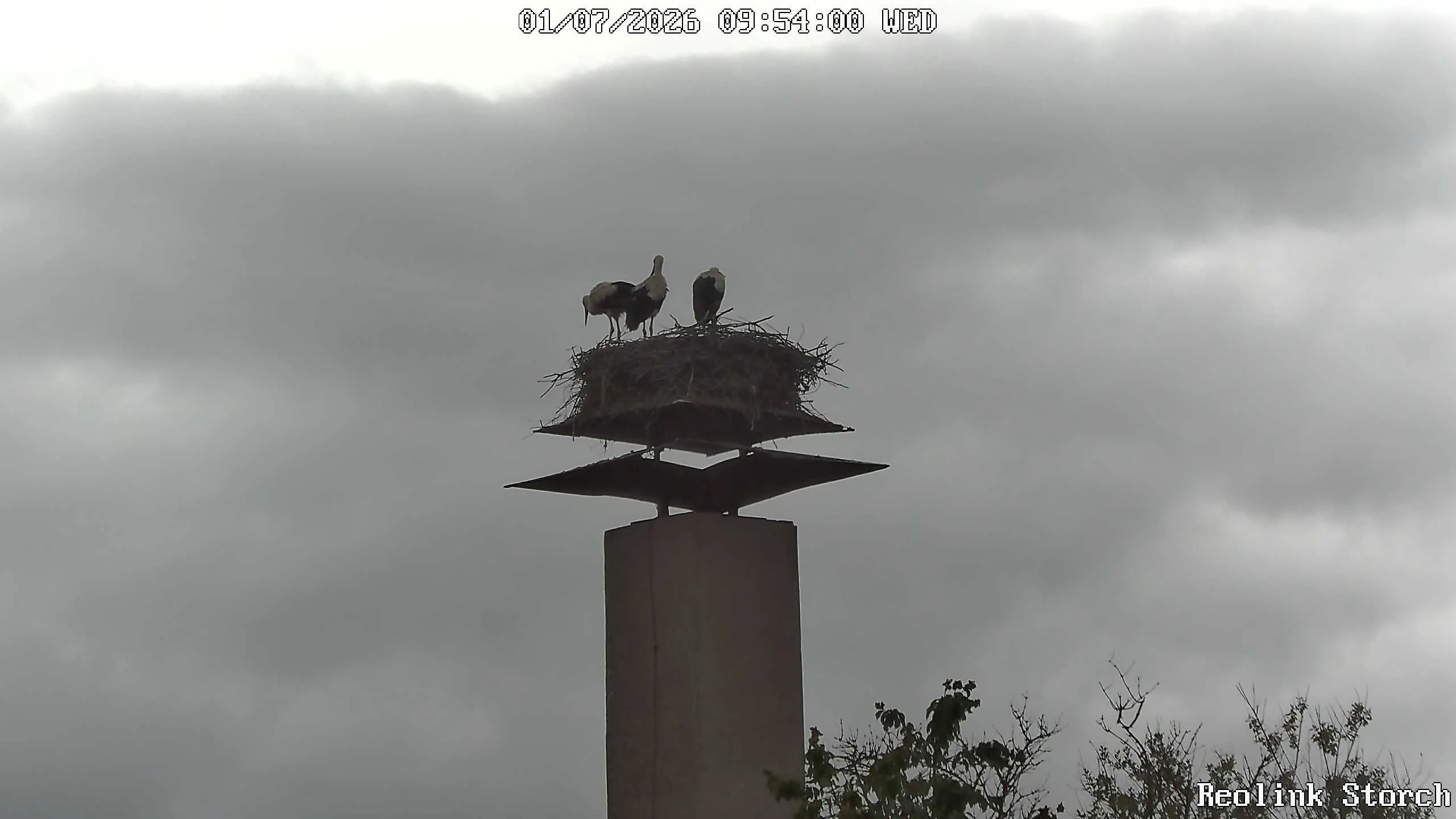 Storchencam Bild