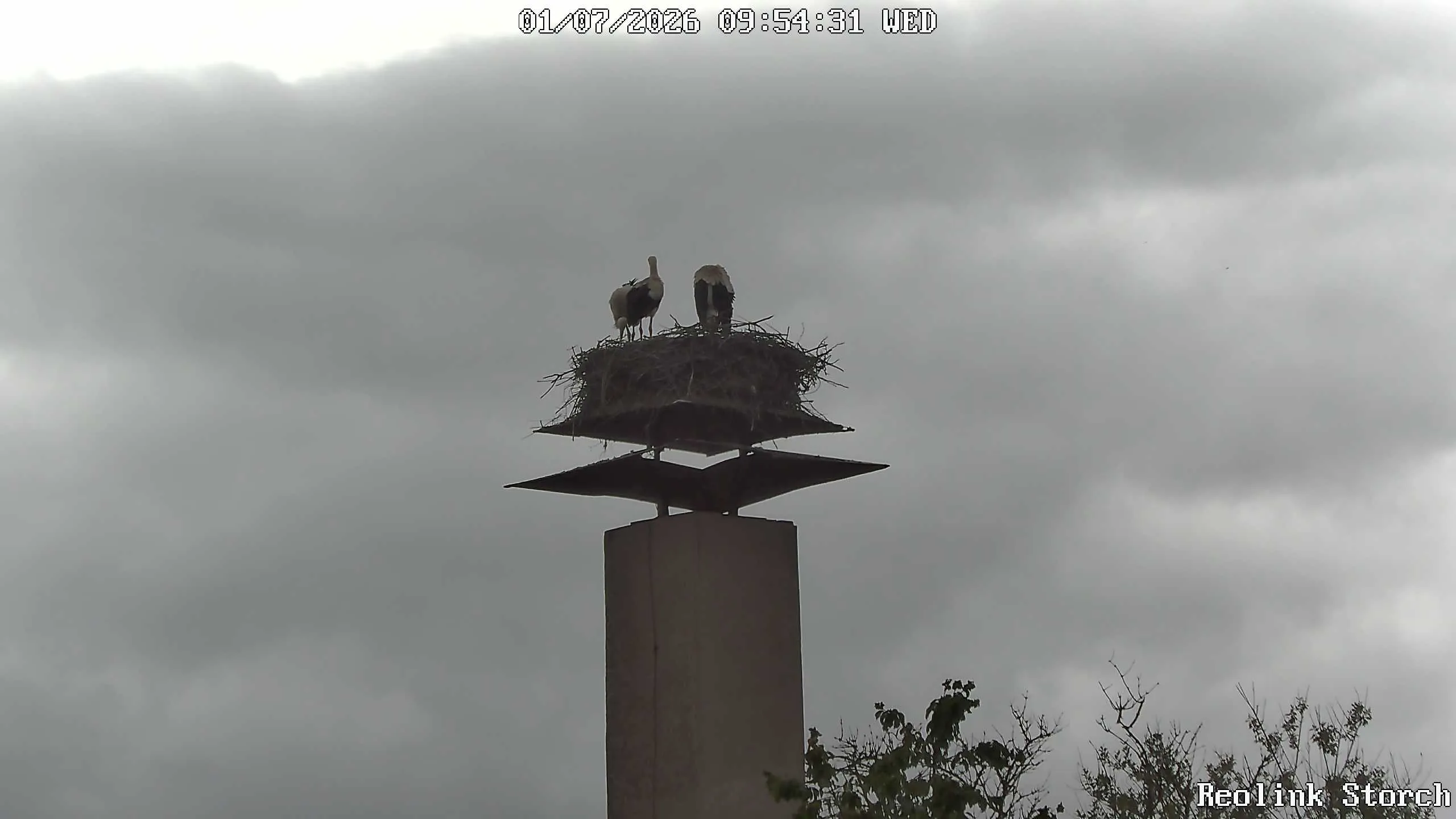 Storchencam Bild