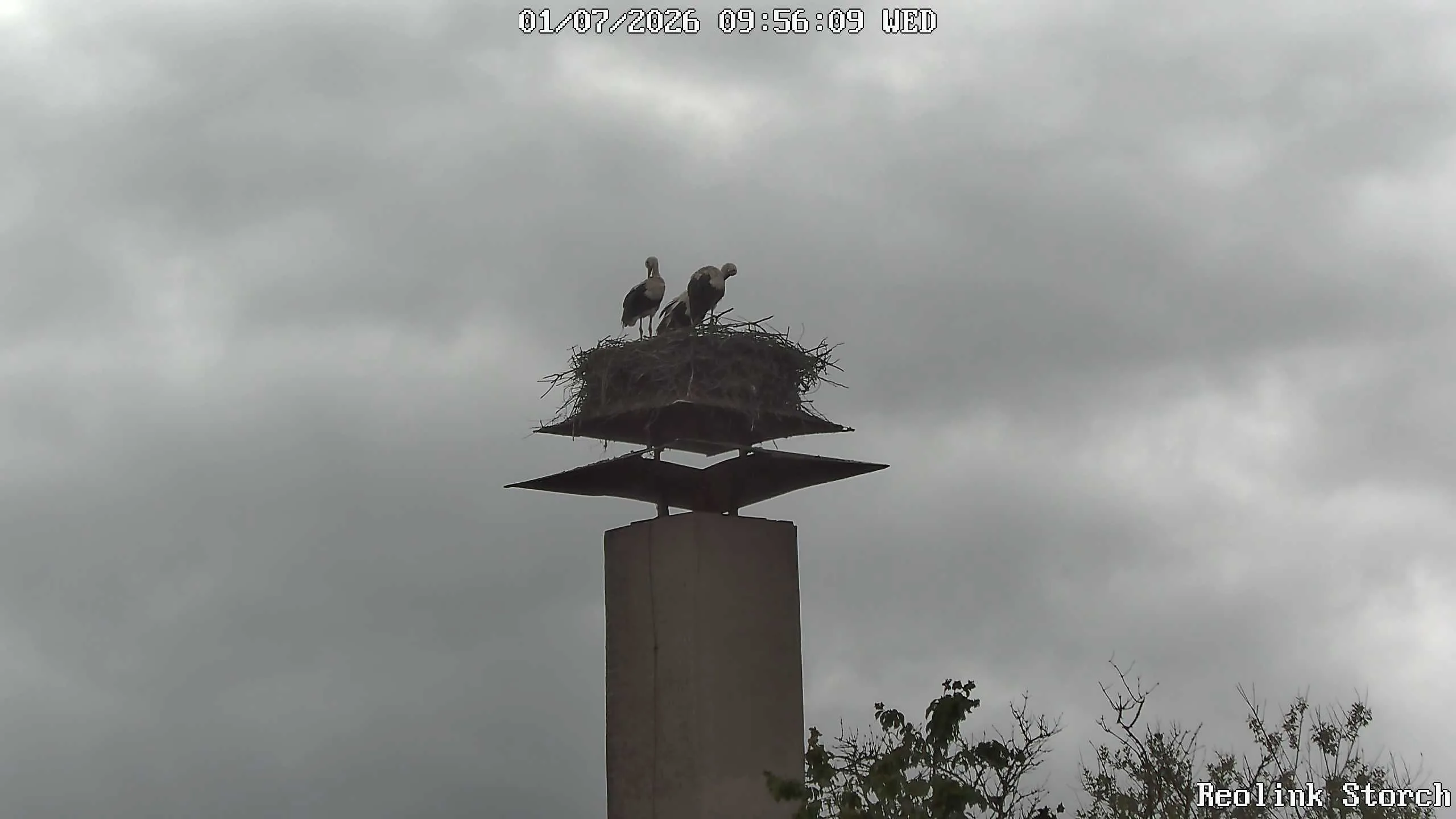 Storchencam Bild