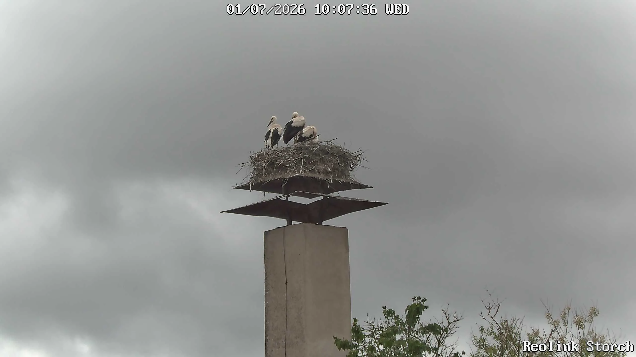 Storchencam Bild