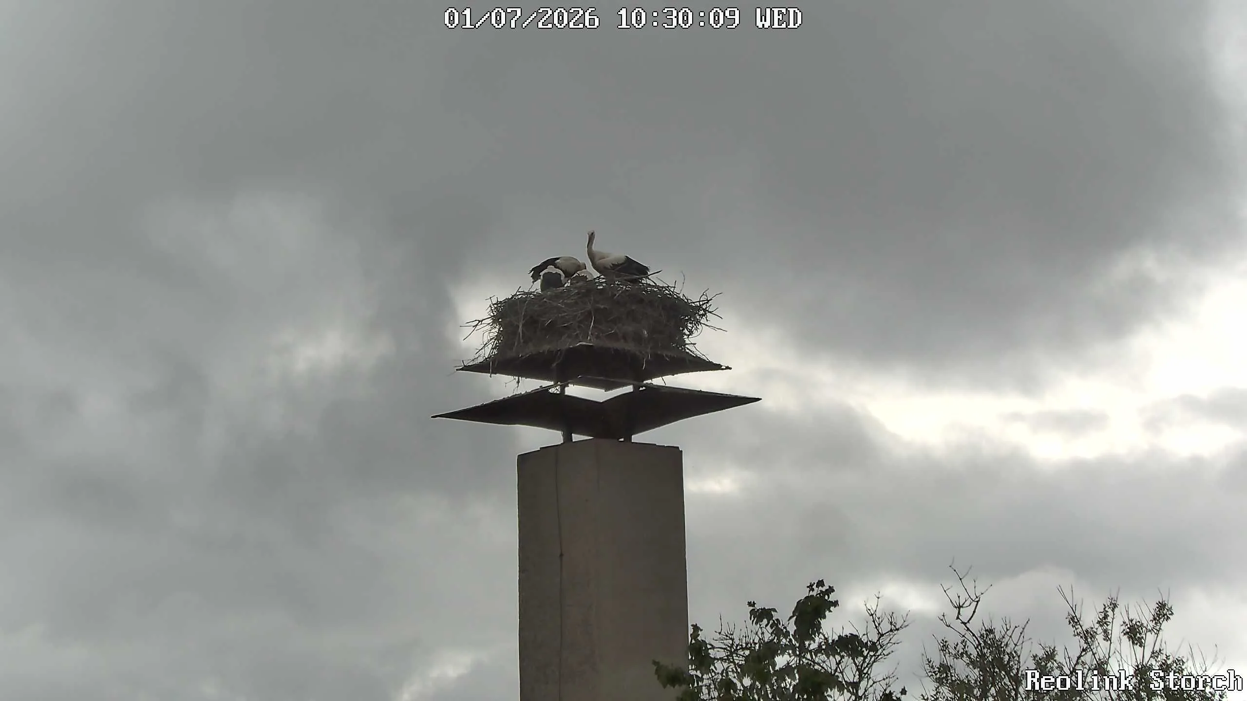 Storchencam Bild