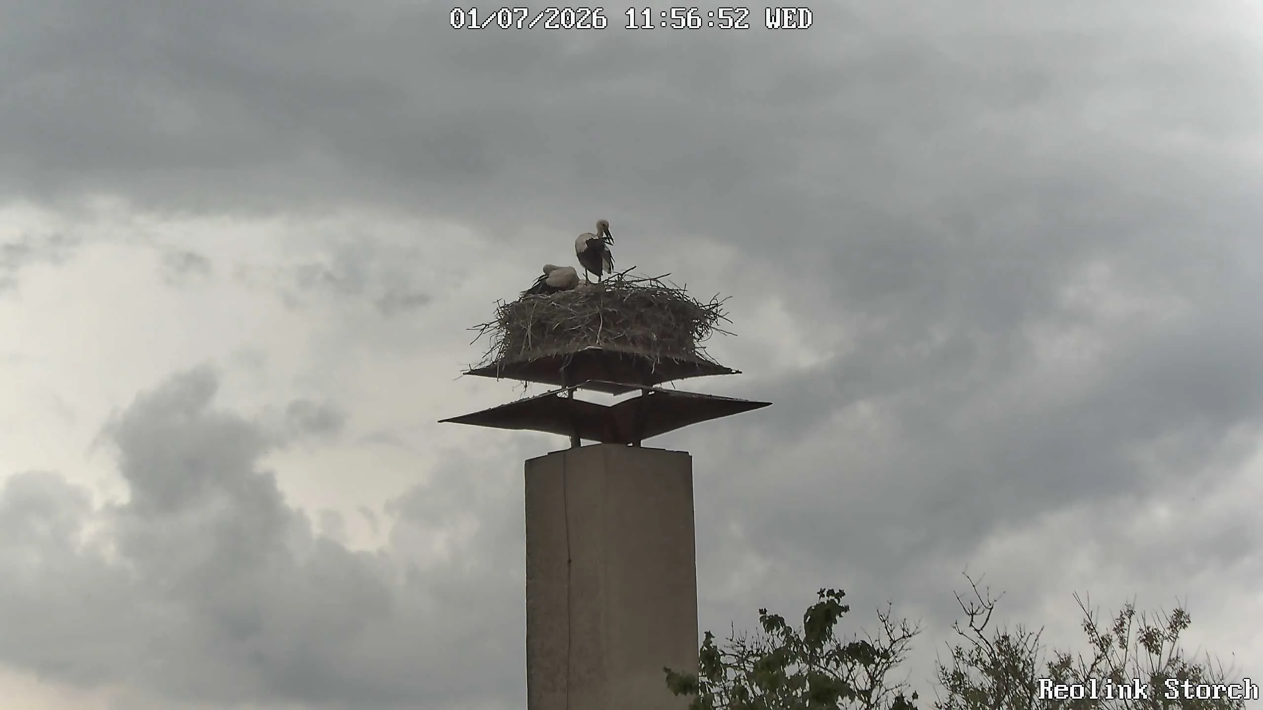 Storchencam Bild