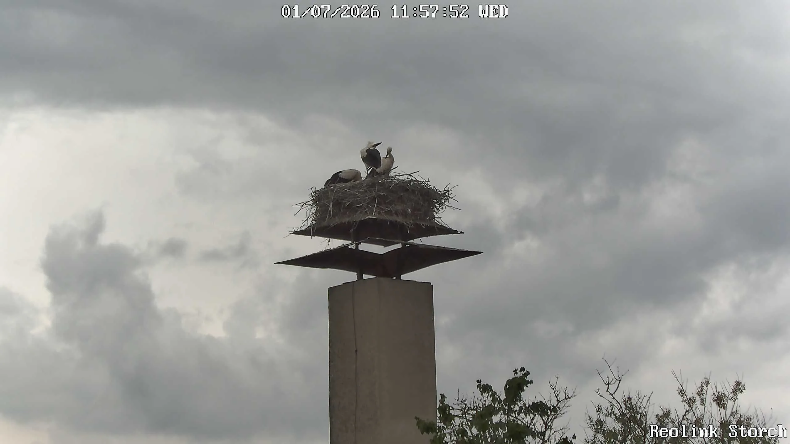 Storchencam Bild