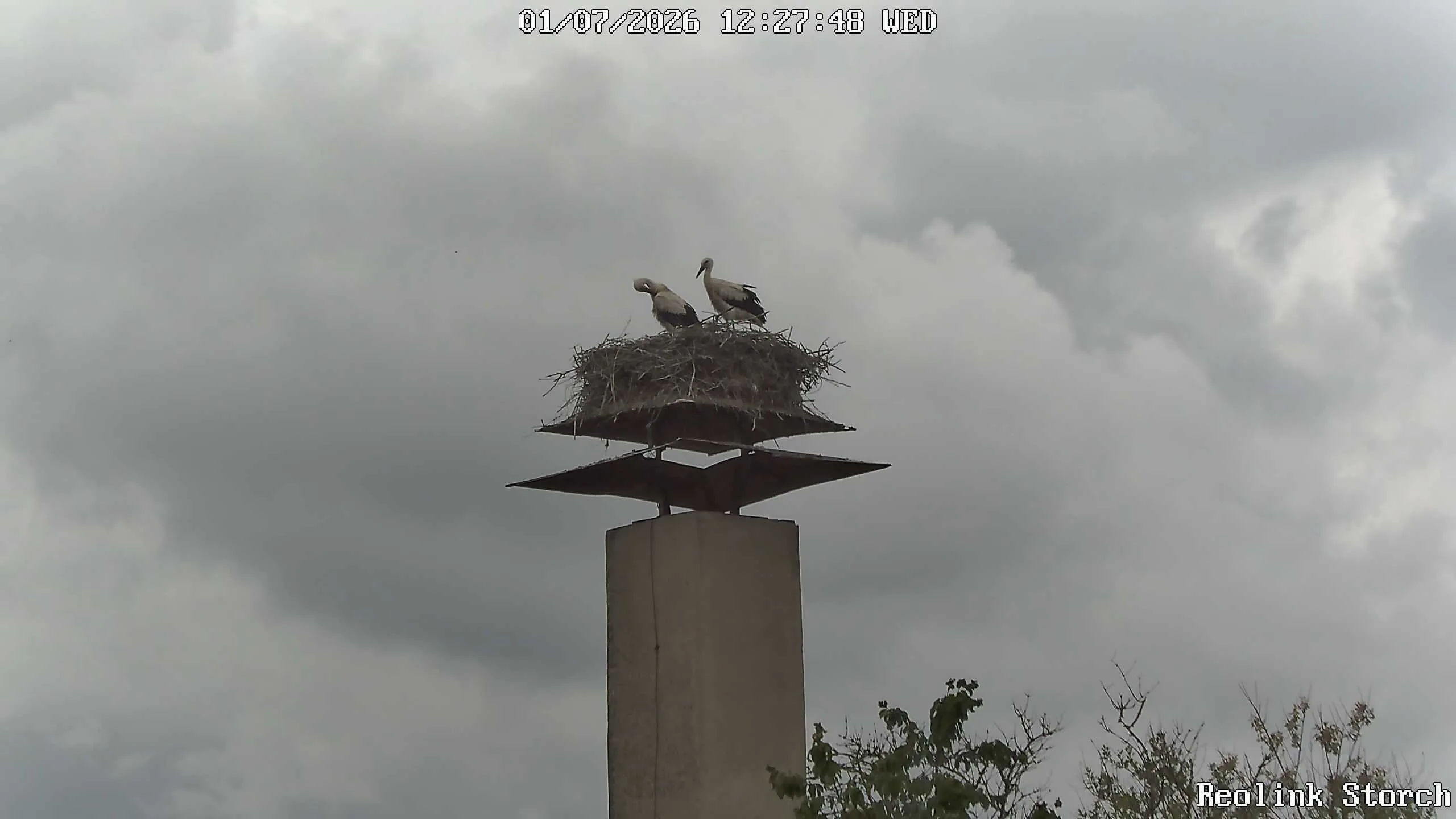 Storchencam Bild