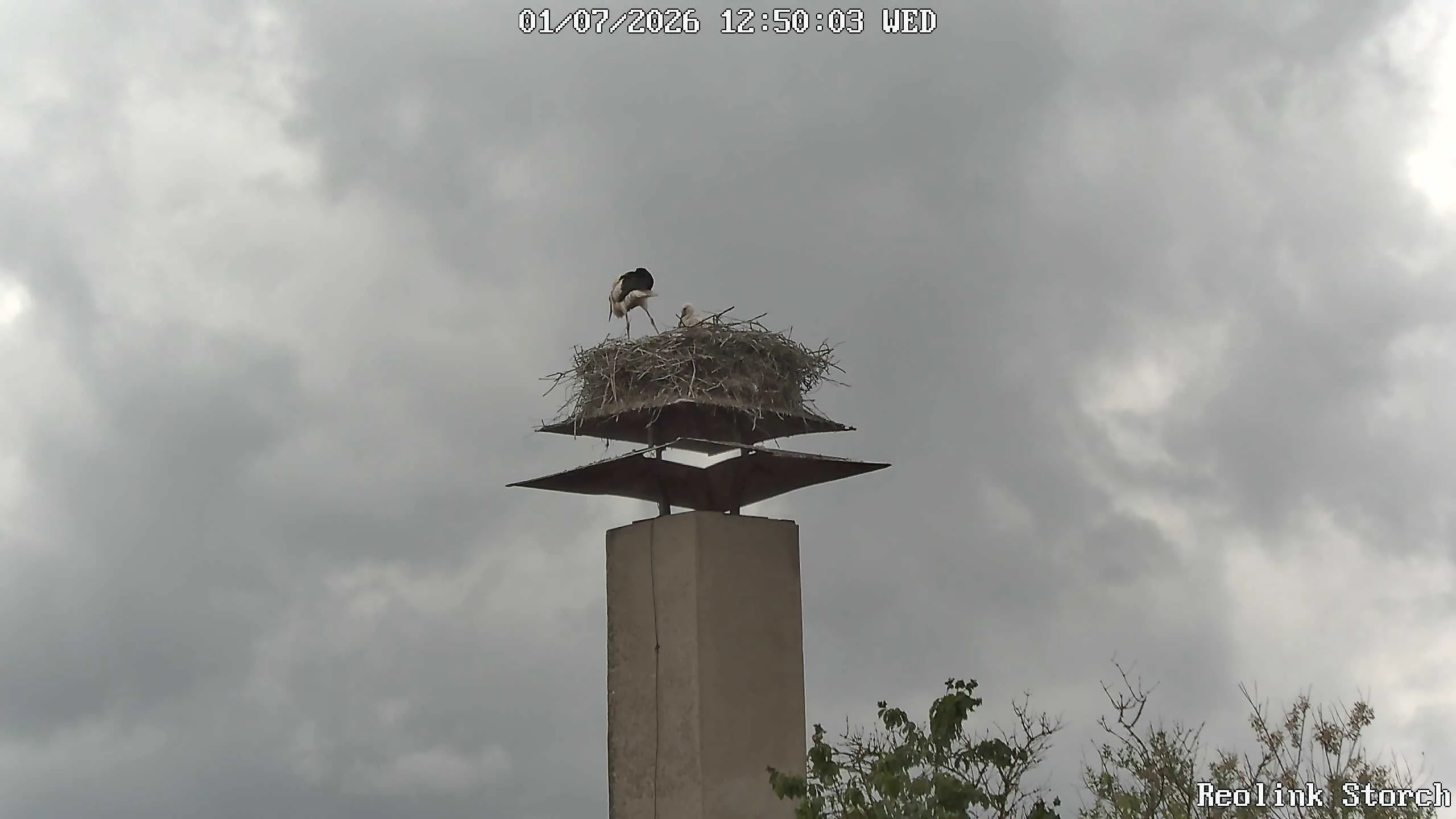 Storchencam Bild