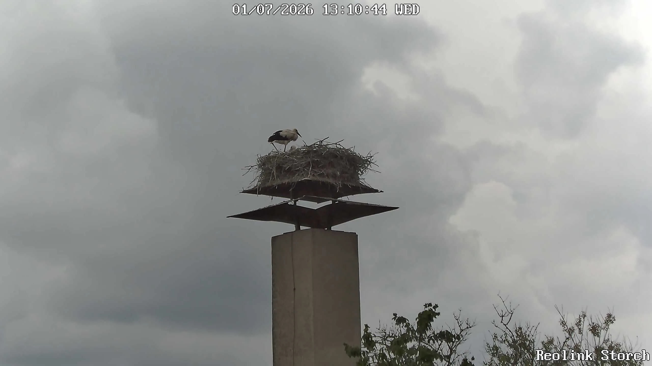 Storchencam Bild