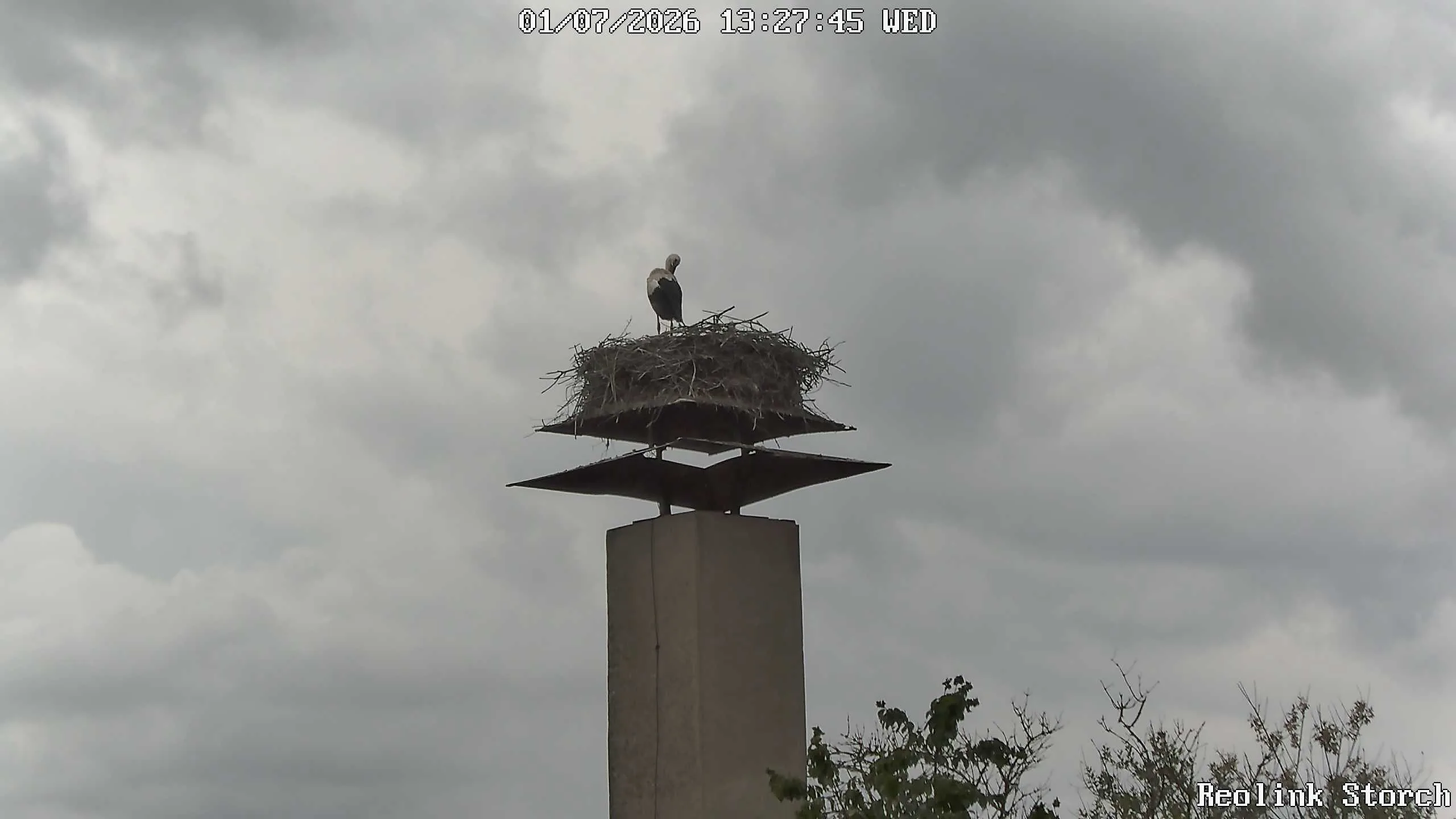 Storchencam Bild