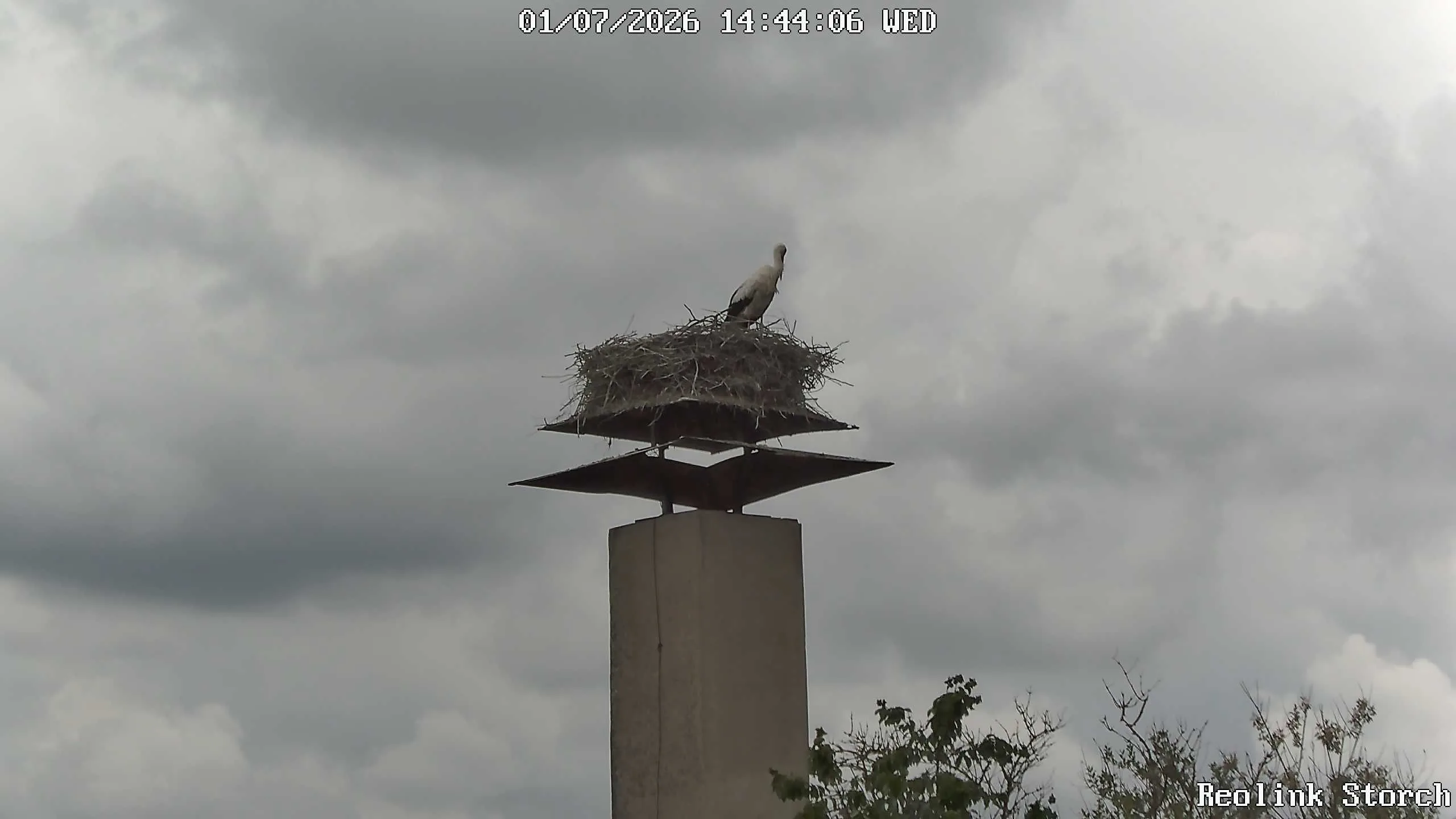 Storchencam Bild
