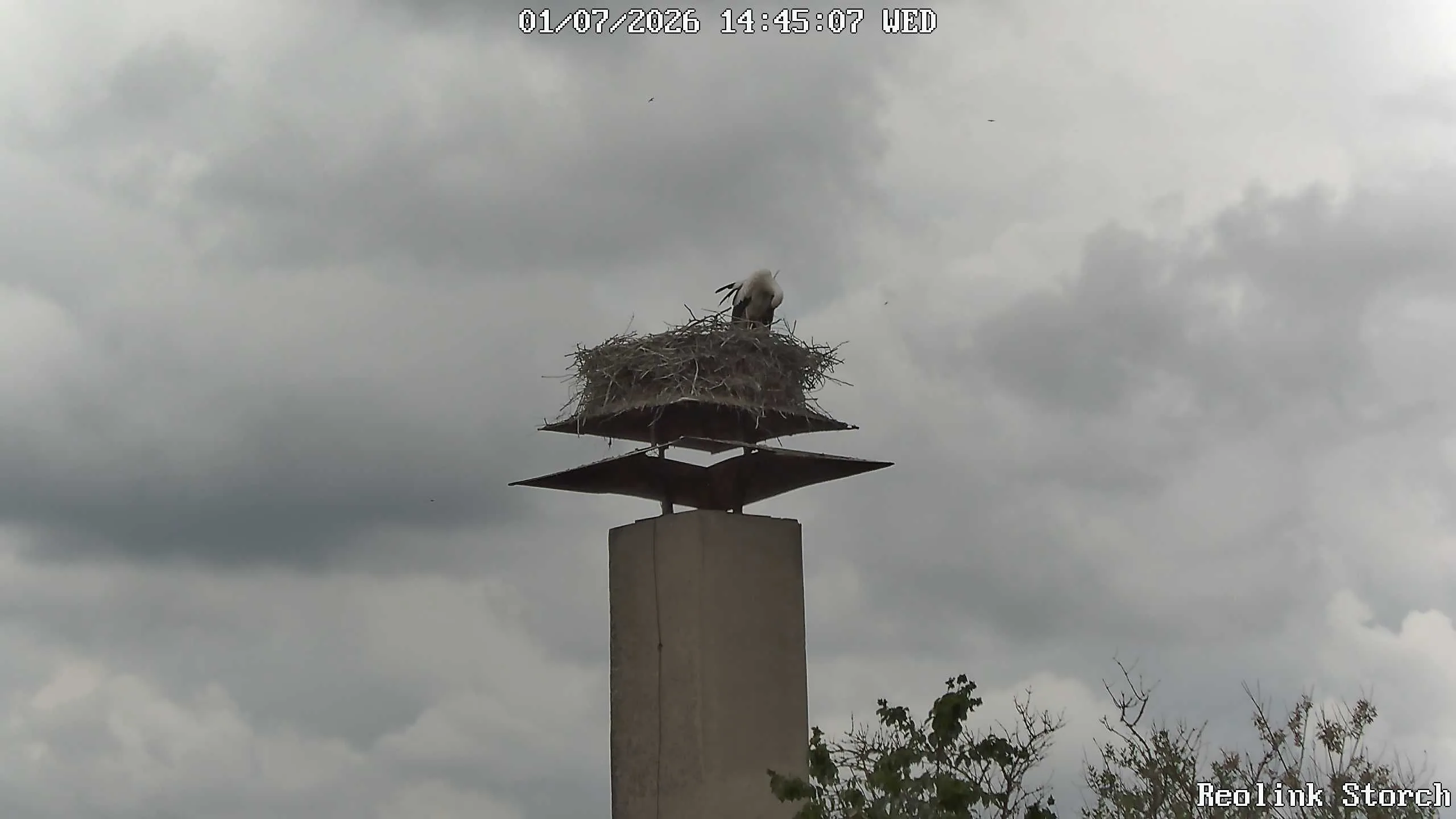 Storchencam Bild