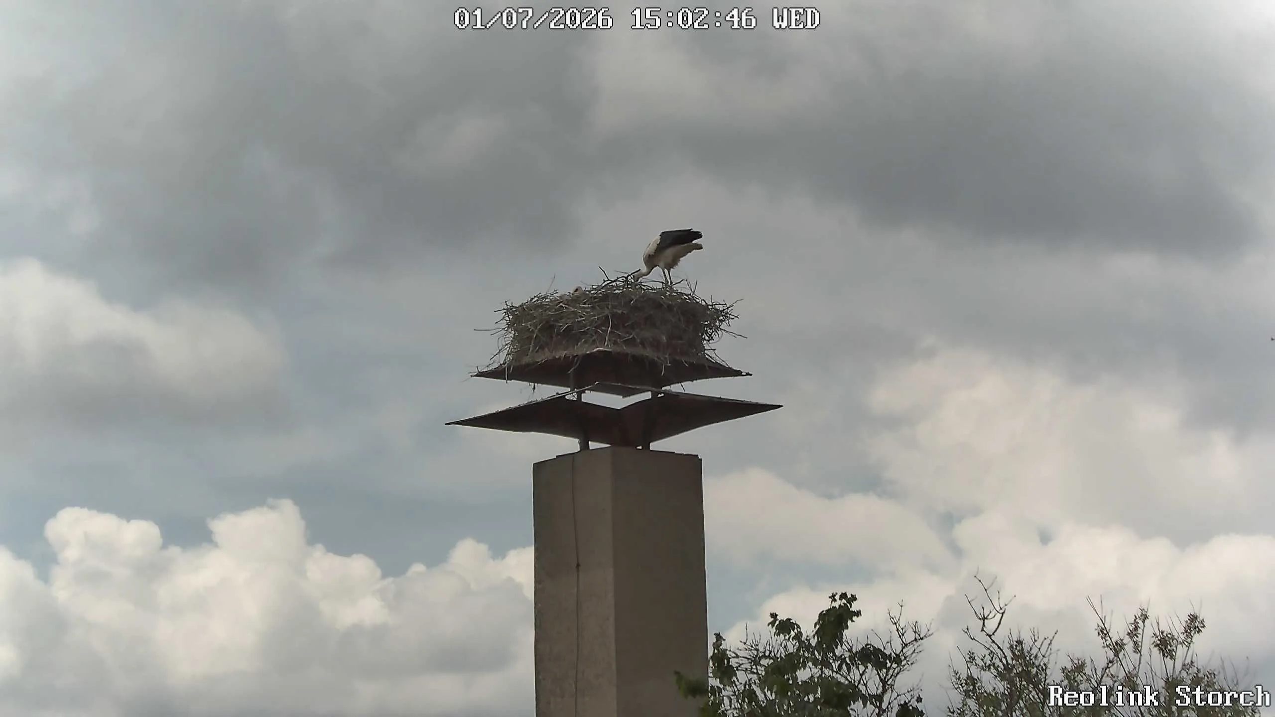 Storchencam Bild