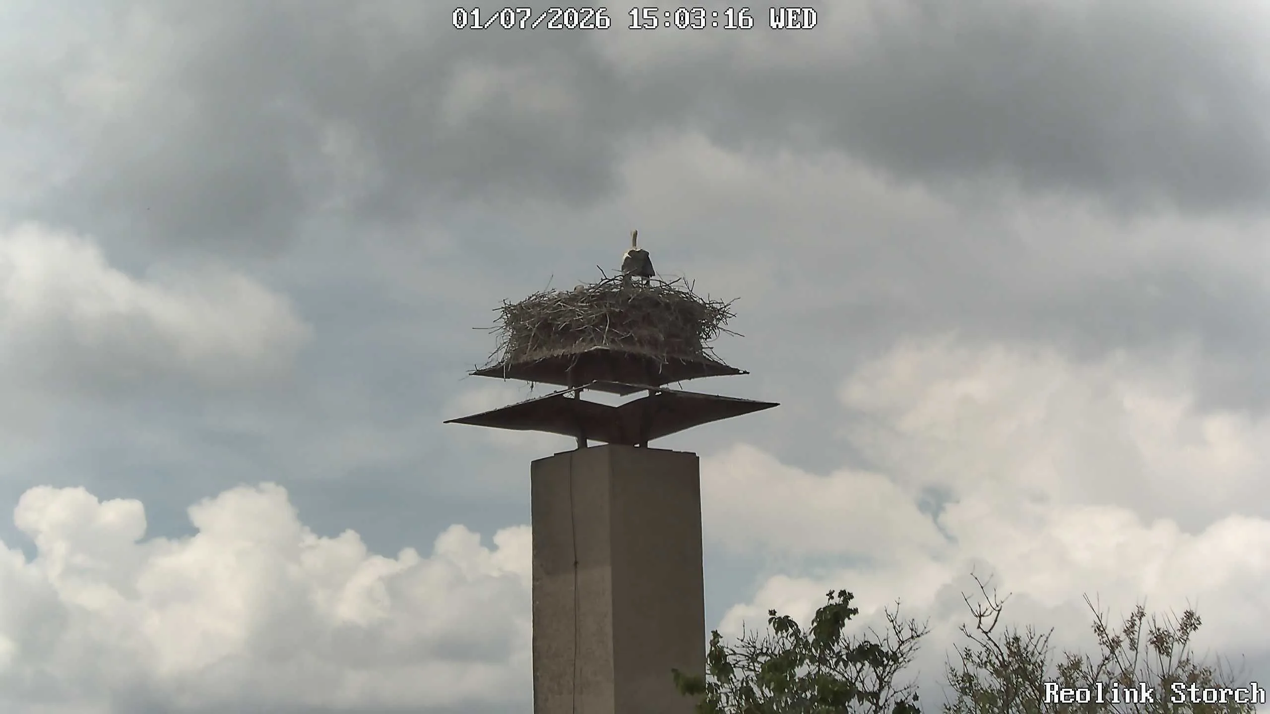 Storchencam Bild